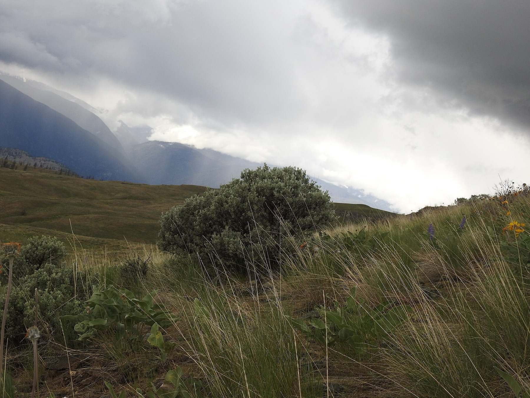 Big Sagebrush — photo 18