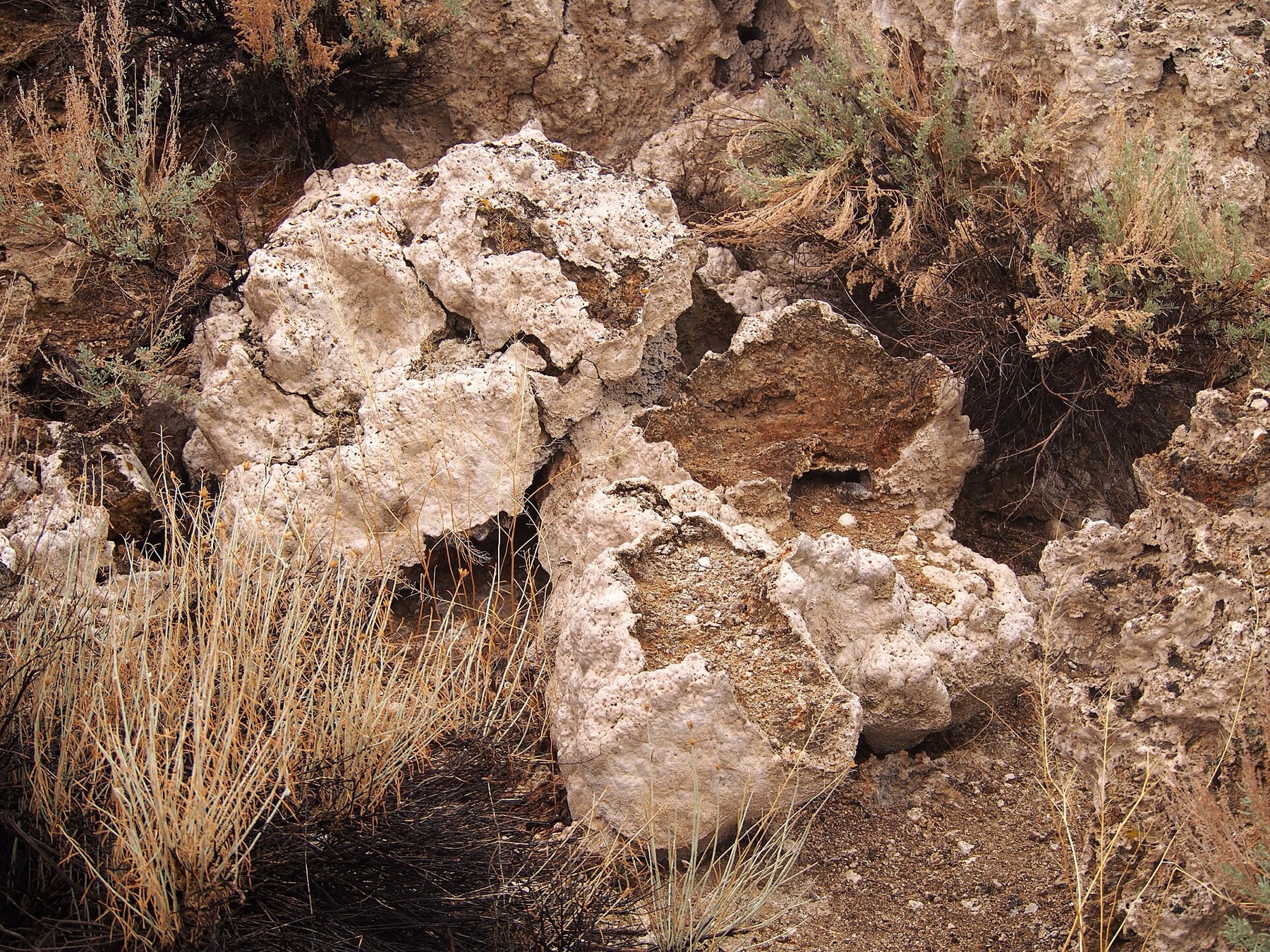 Big Sagebrush — photo 19