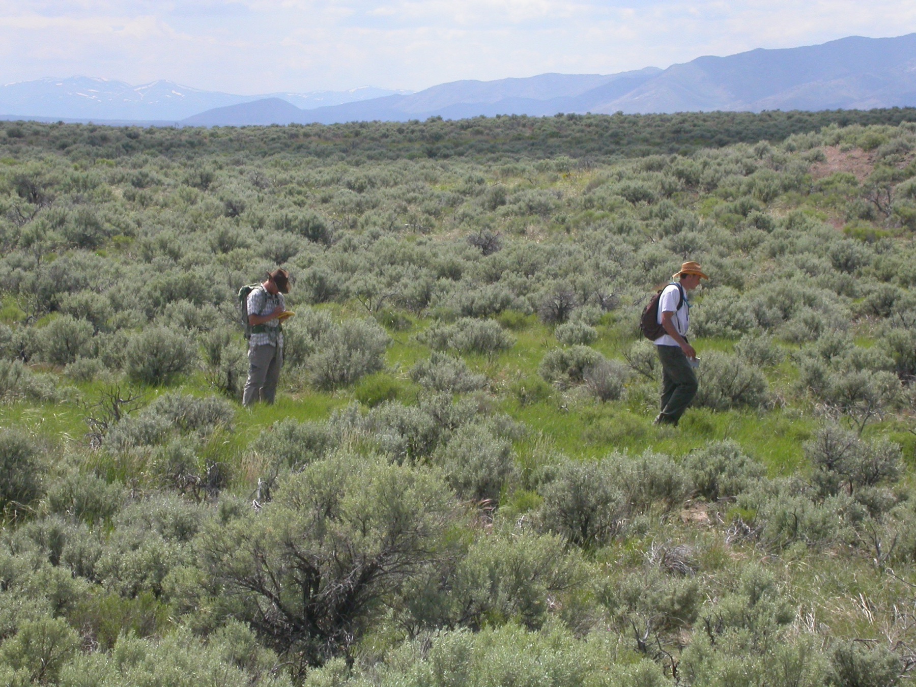 Big Sagebrush — photo 20