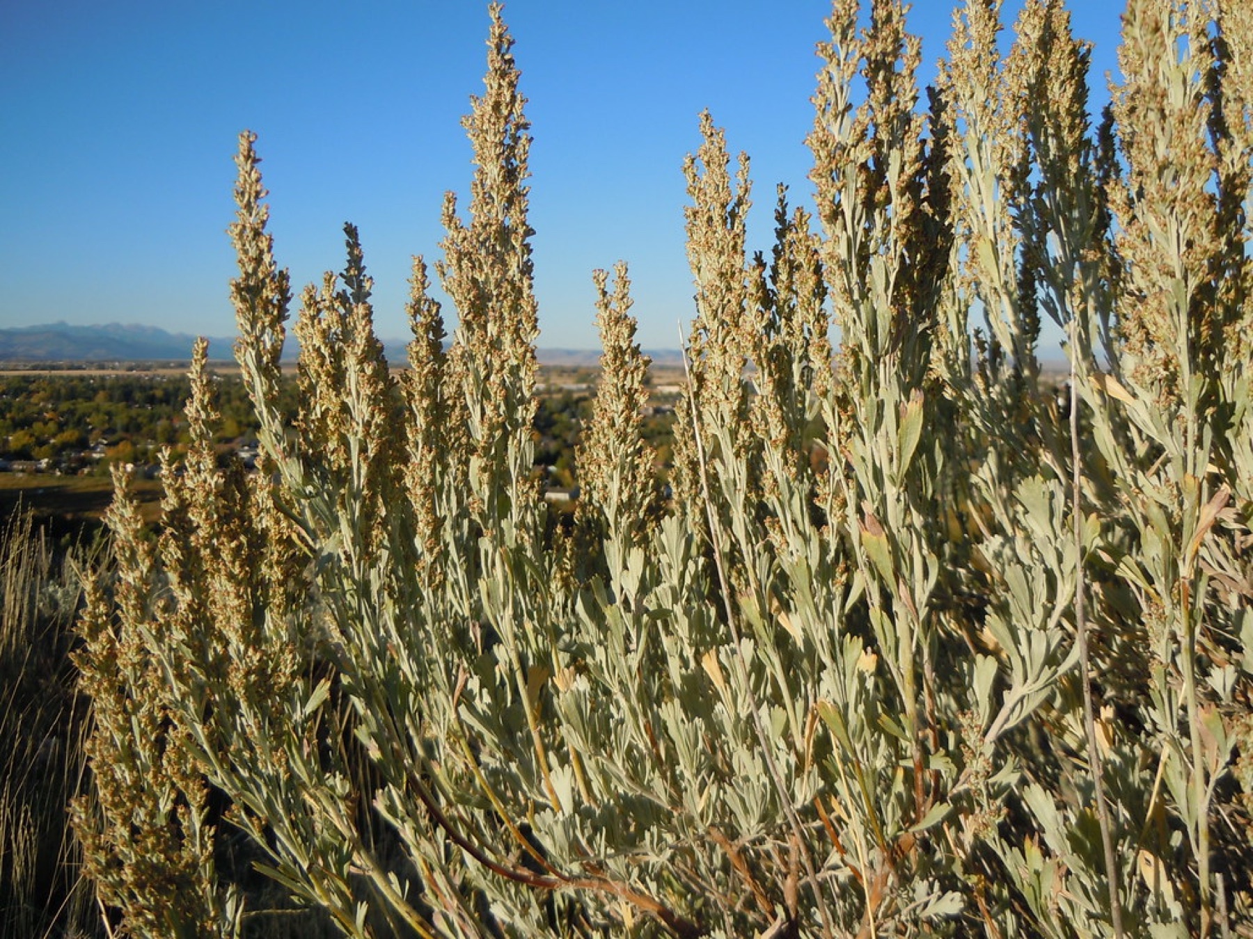 Big Sagebrush — photo 21
