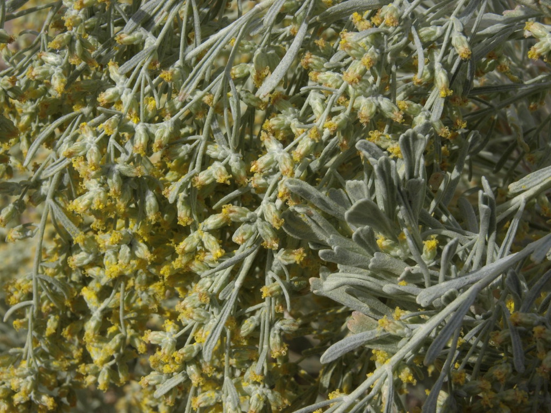 Big Sagebrush — photo 22