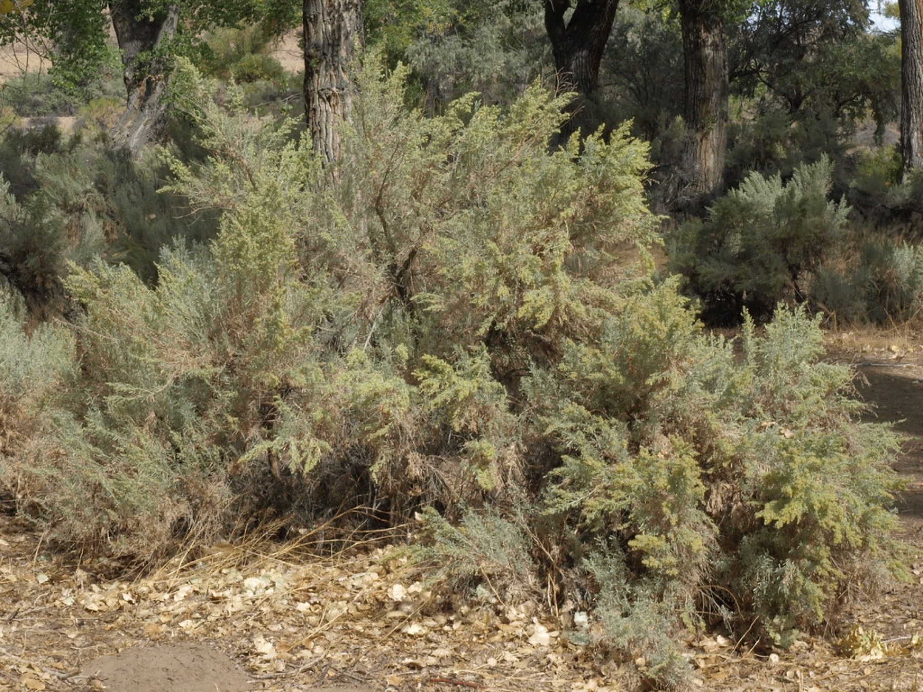 Big Sagebrush — photo 23