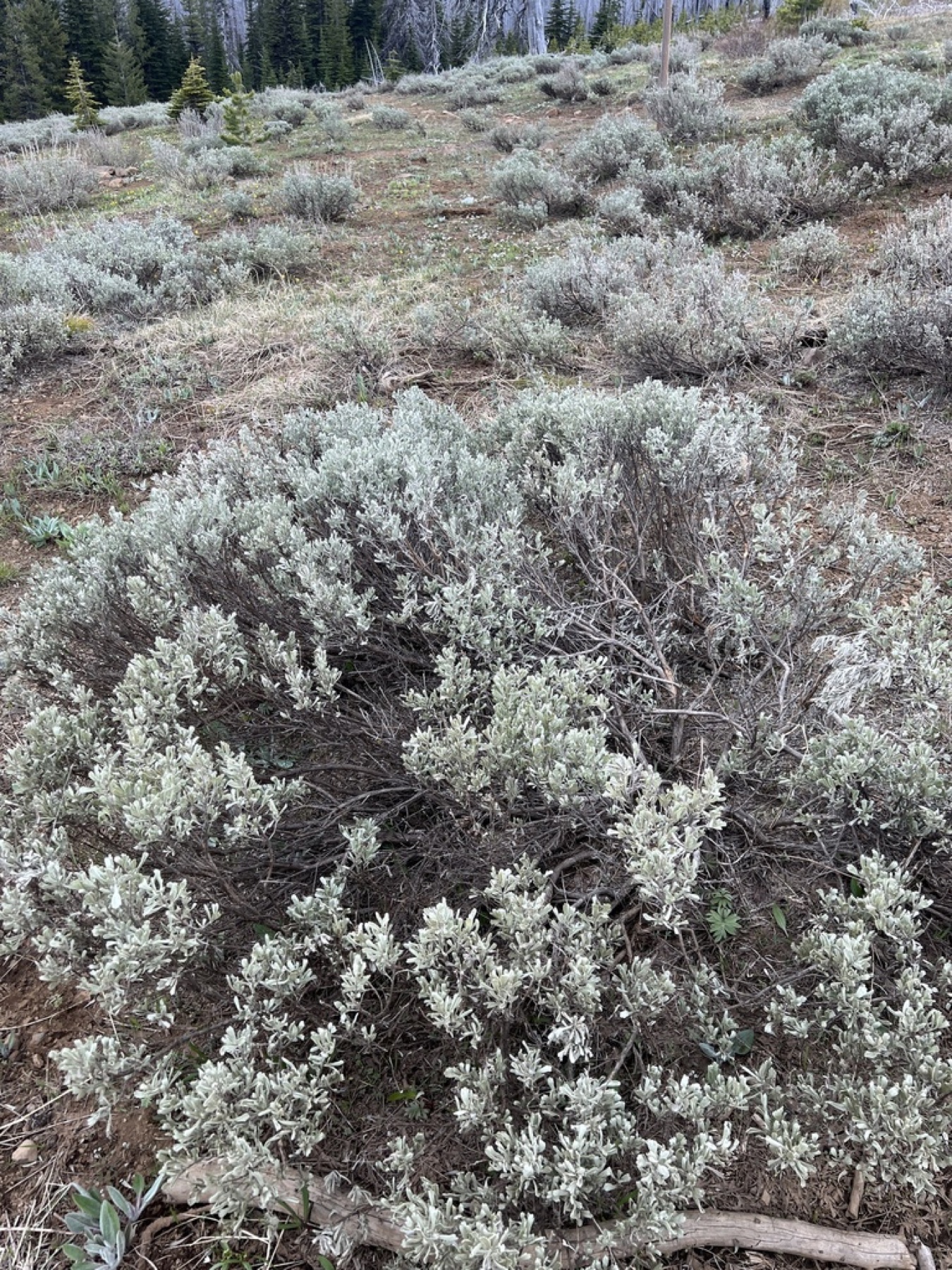 No obvious flowers — e.g. Big Sagebrush