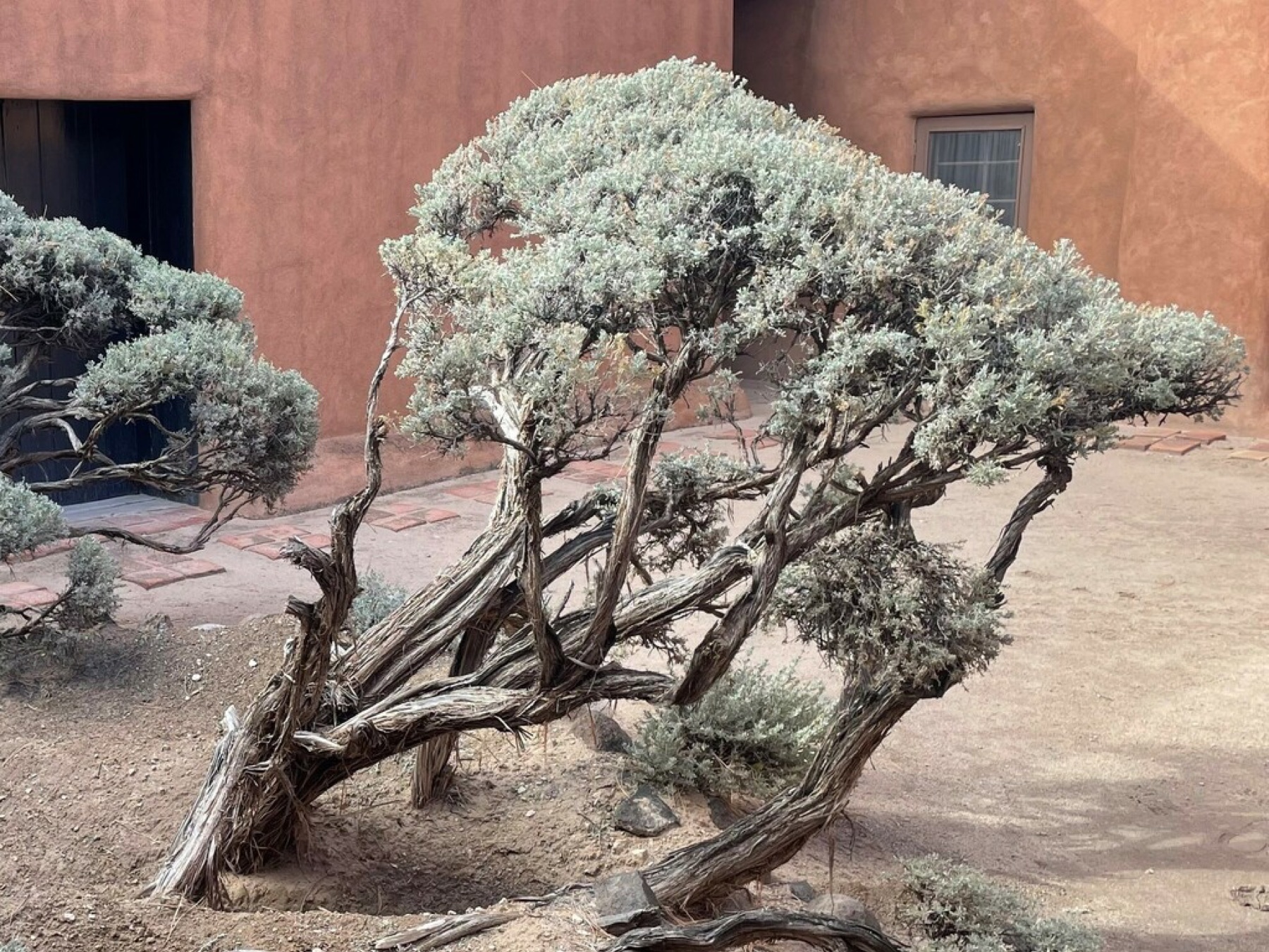 Big Sagebrush — photo 2