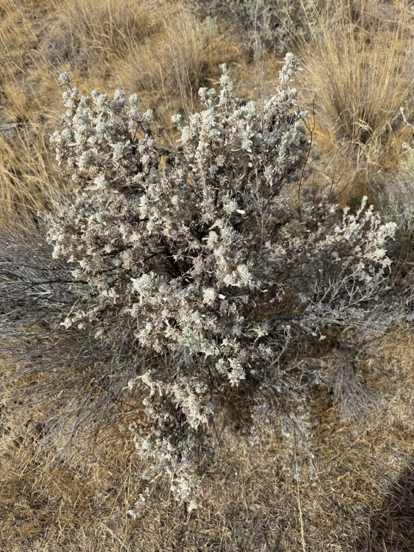 Big Sagebrush — photo 3