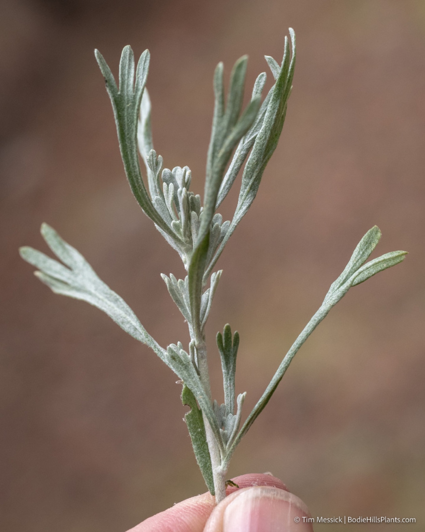 Big Sagebrush — photo 4