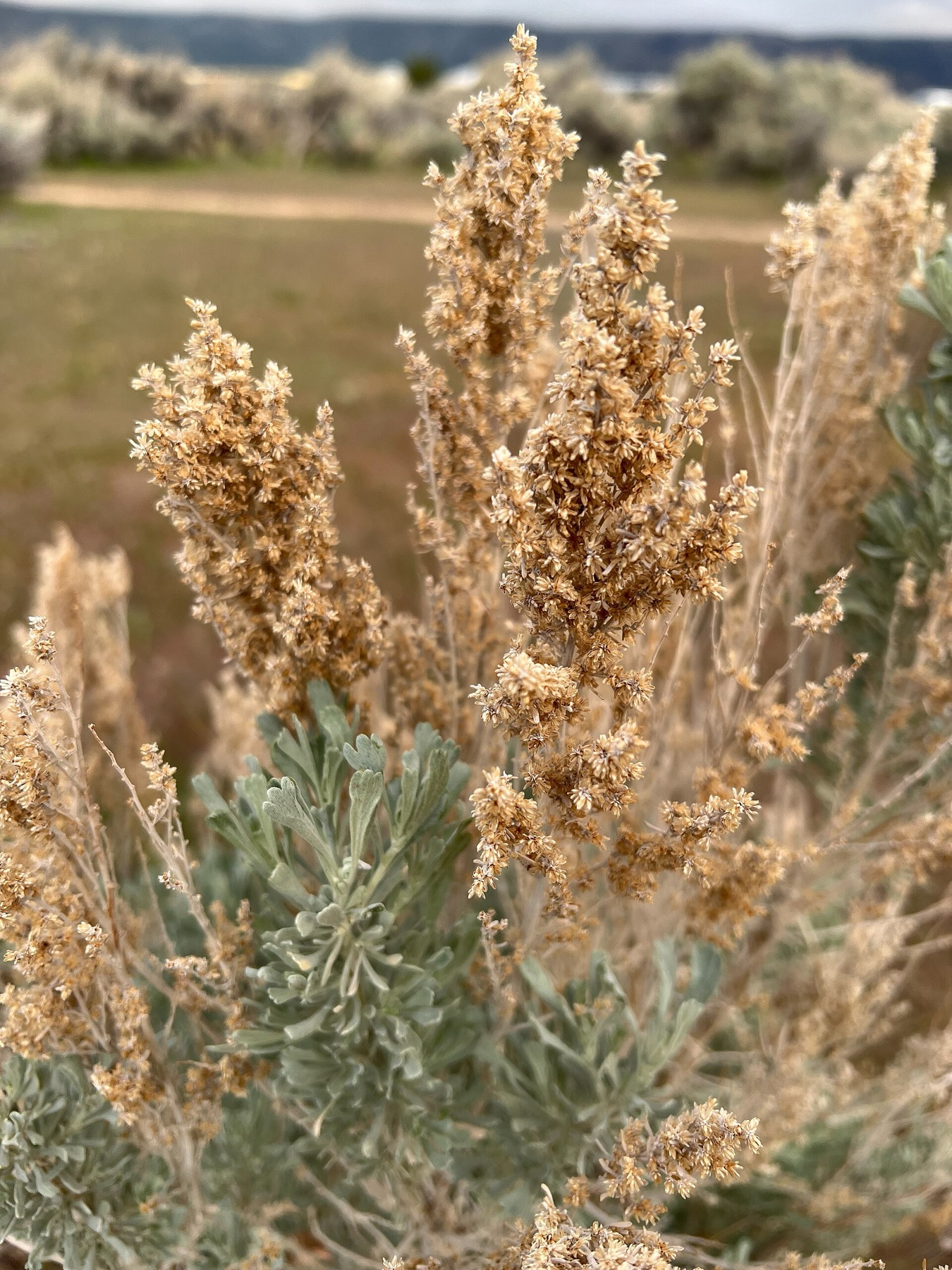 Big Sagebrush — photo 5