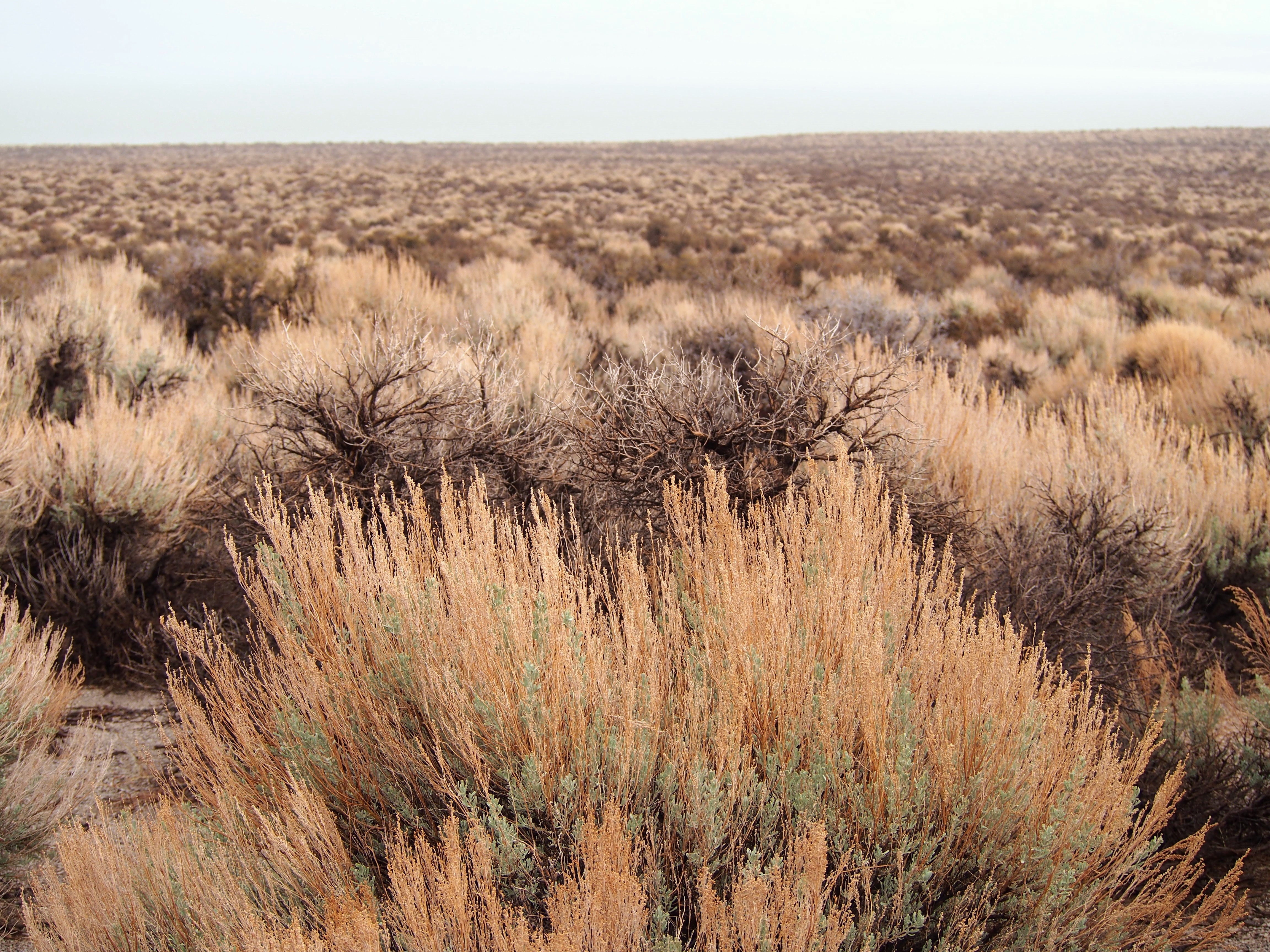 Big Sagebrush — photo 24