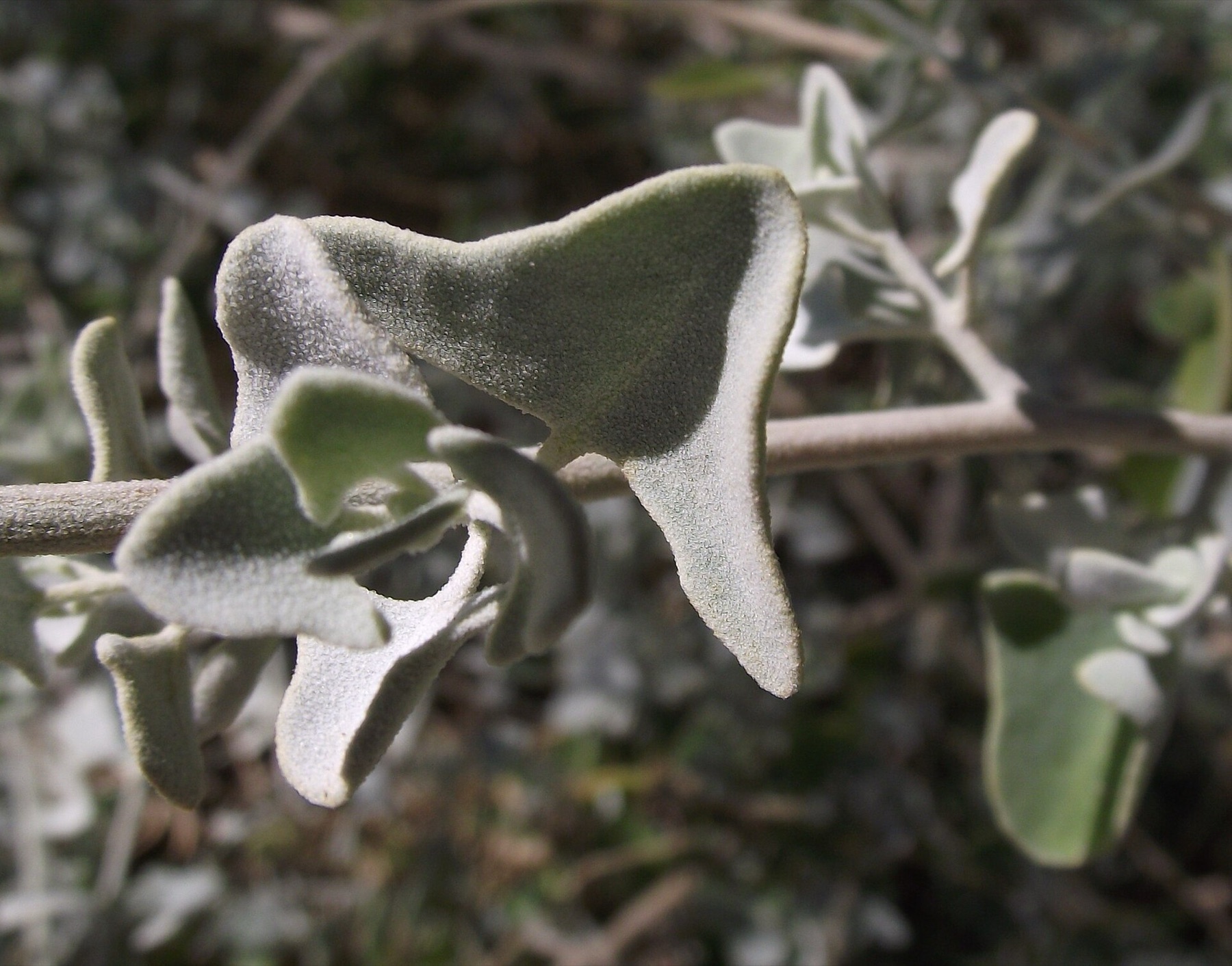 Big Saltbush — photo 6