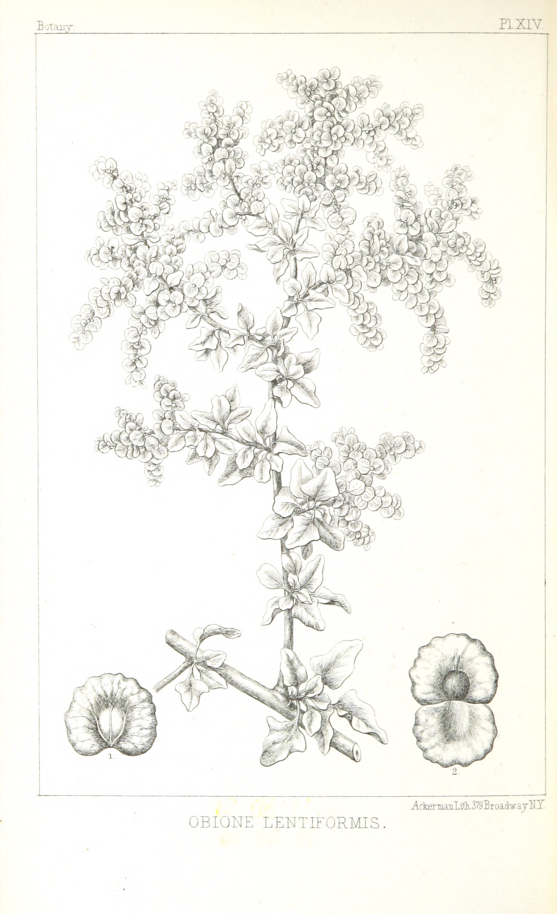 Big Saltbush — photo 7