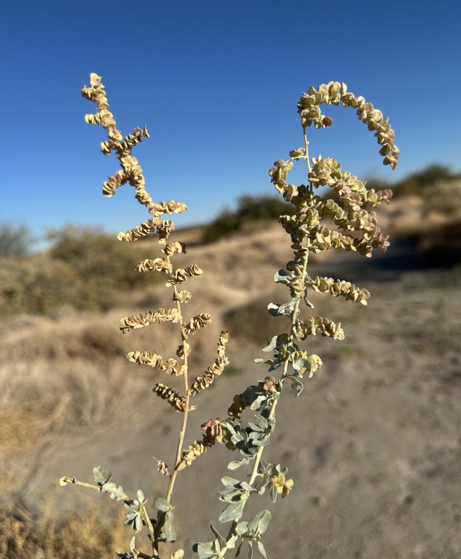 Big Saltbush — photo 8