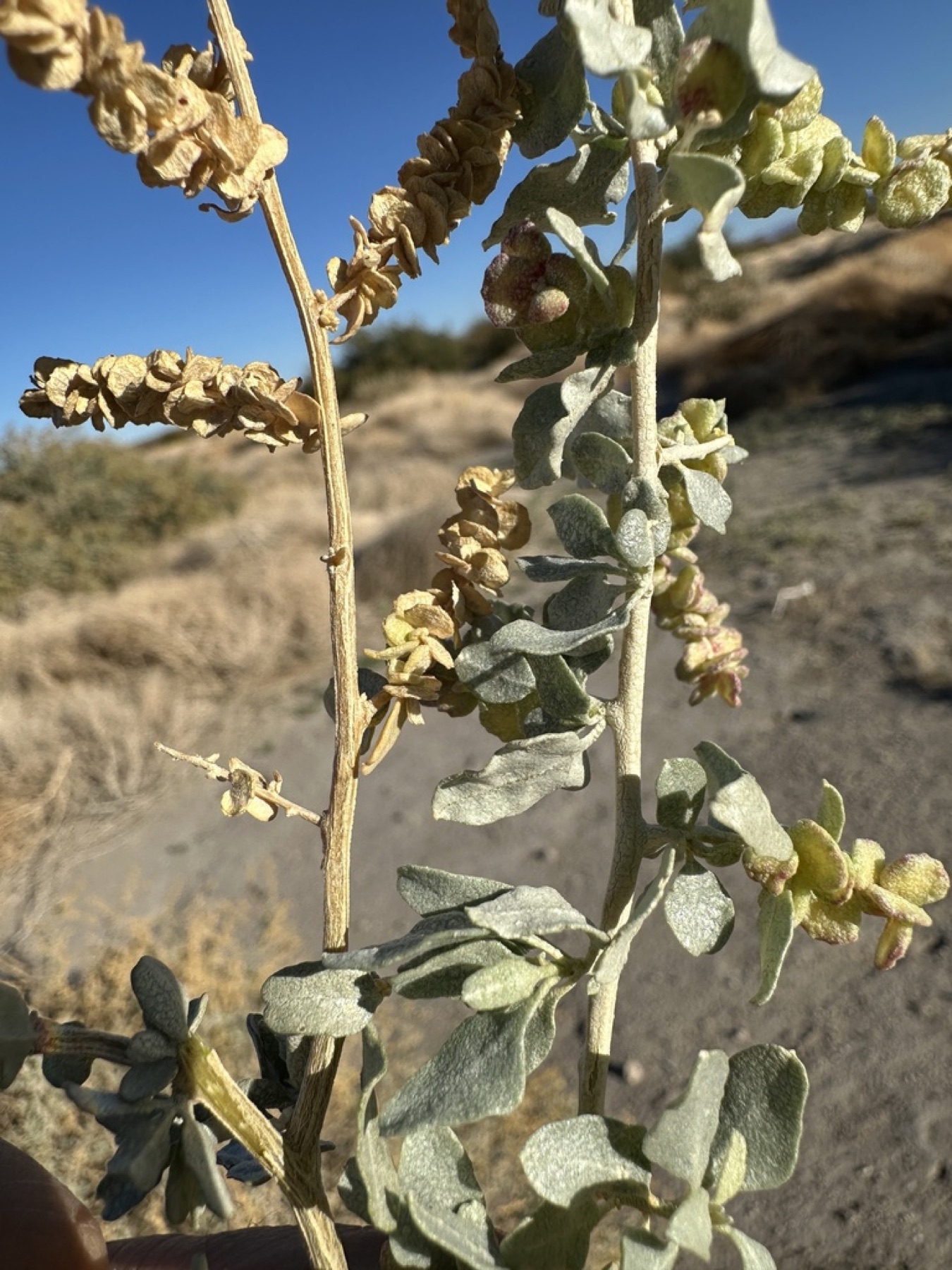 Big Saltbush — photo 9