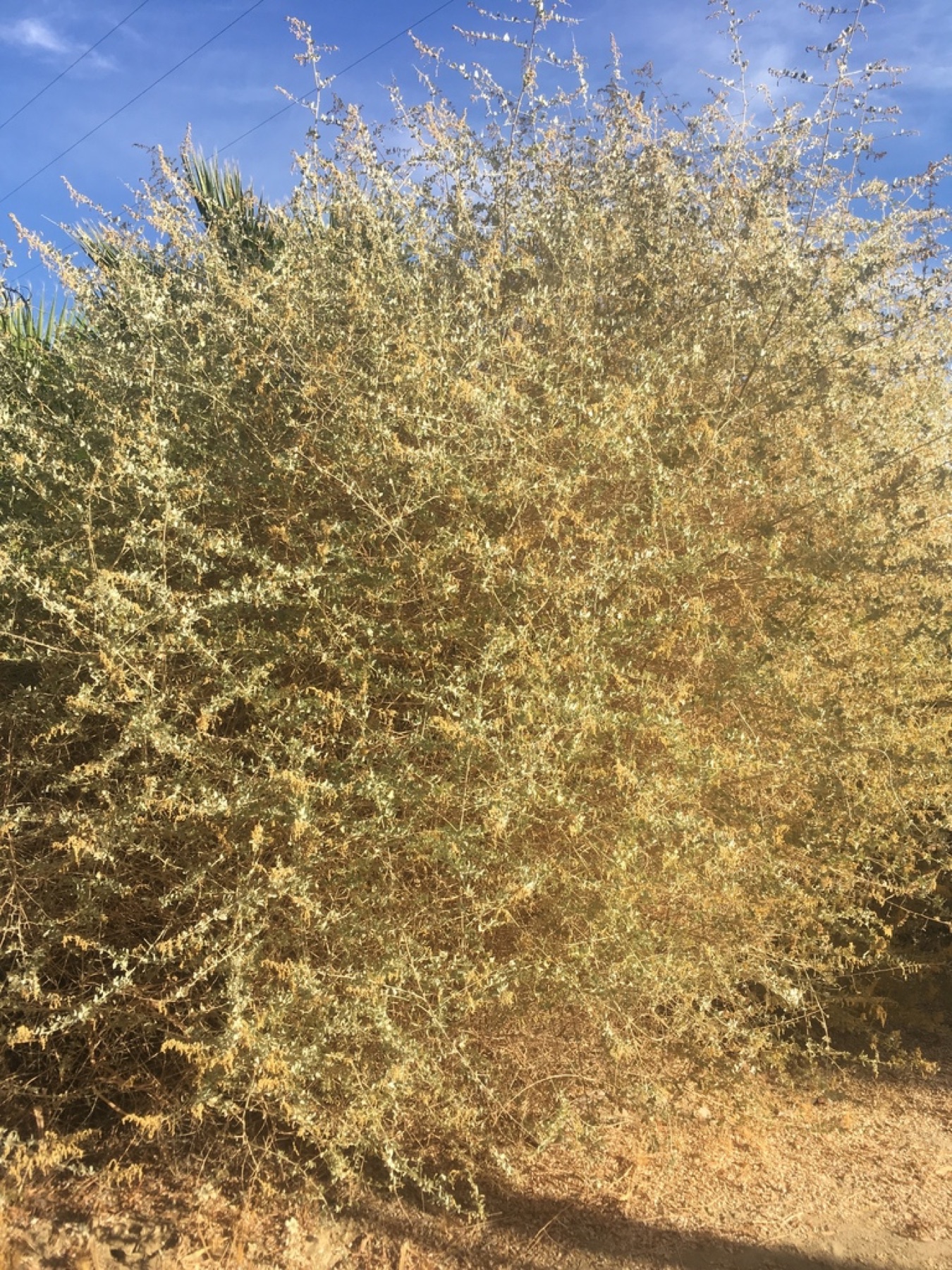 Big Saltbush — photo 10