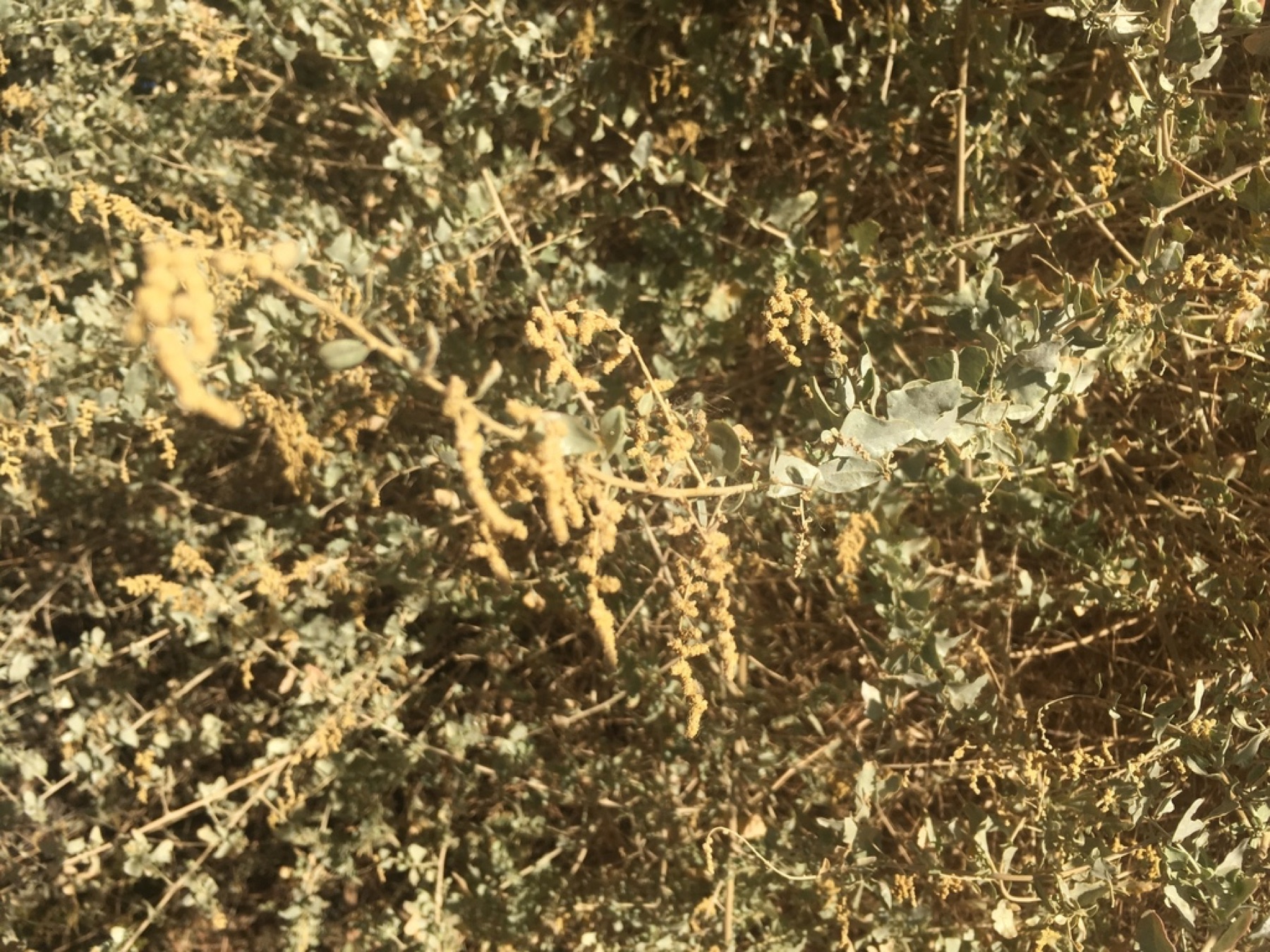 Big Saltbush — photo 11