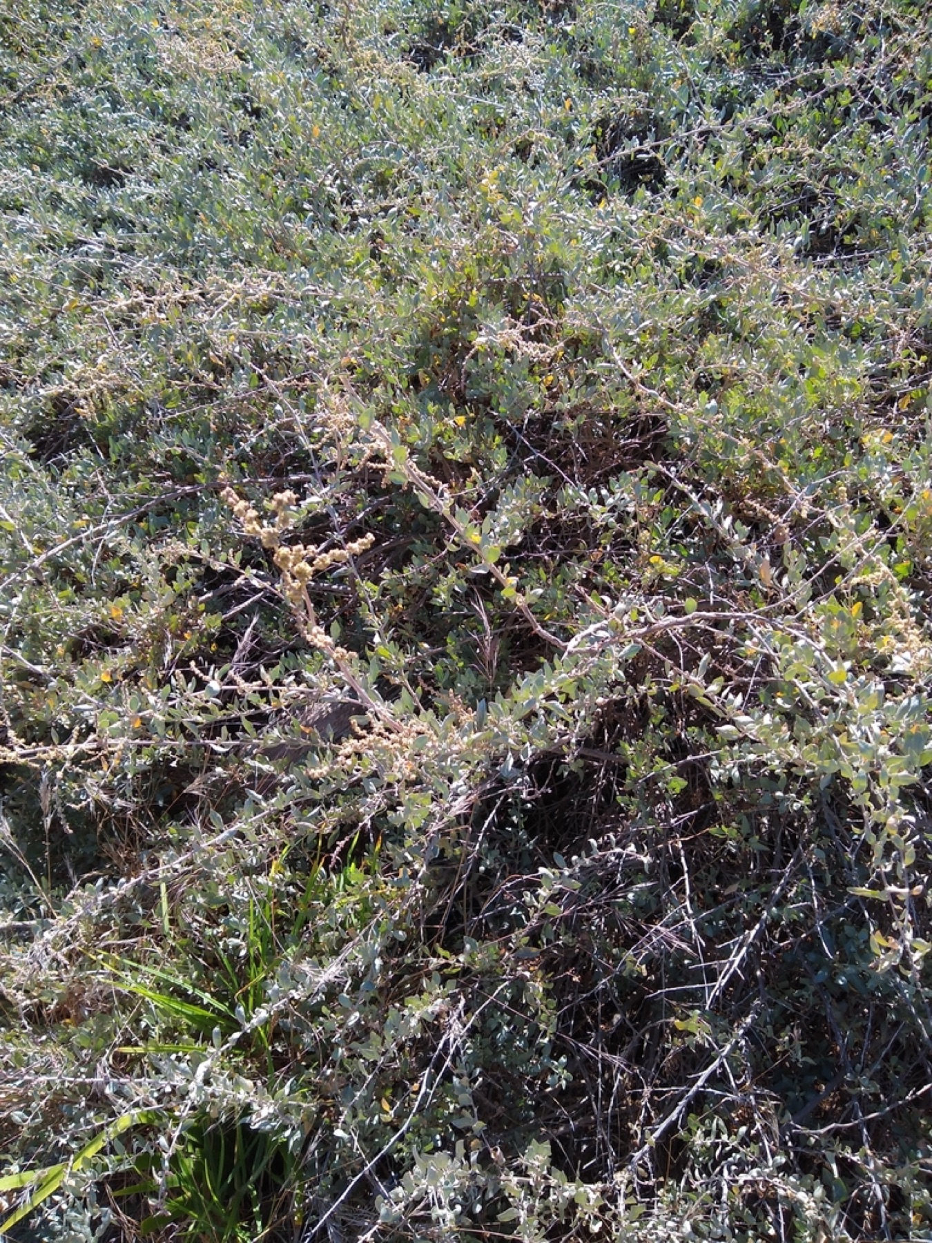 Big Saltbush — photo 12