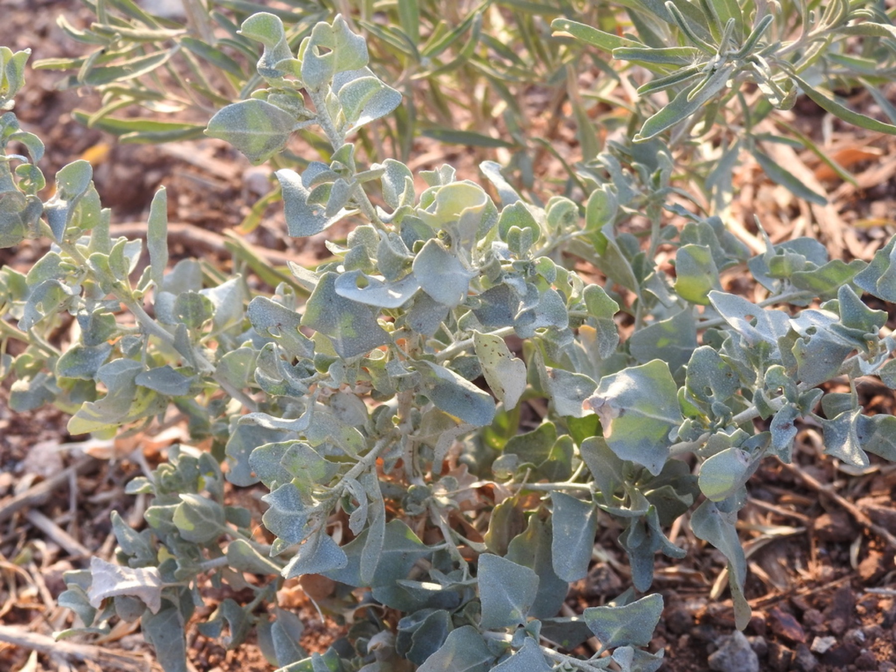 Big Saltbush — photo 13
