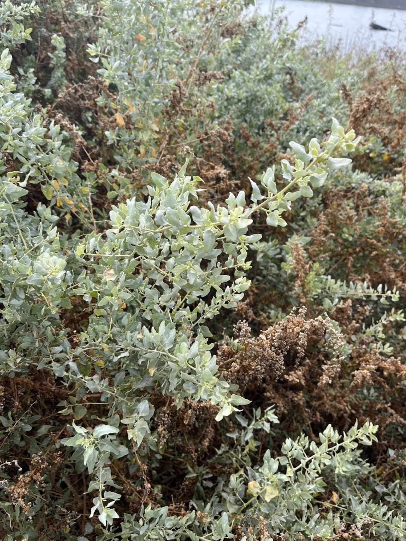 Big Saltbush — photo 14