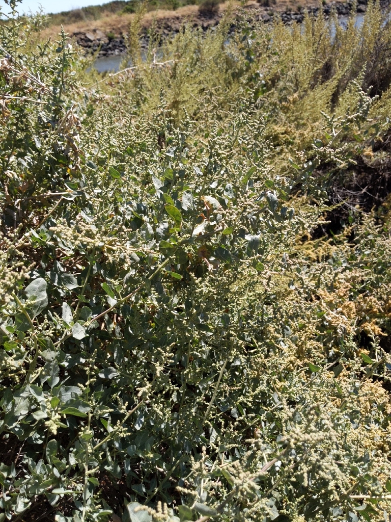 Big Saltbush — photo 15