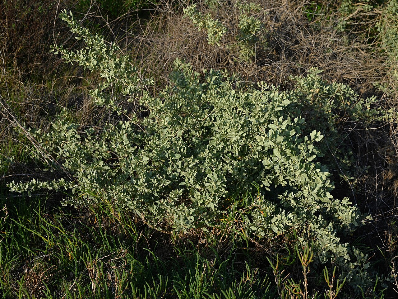 Big Saltbush — photo 22