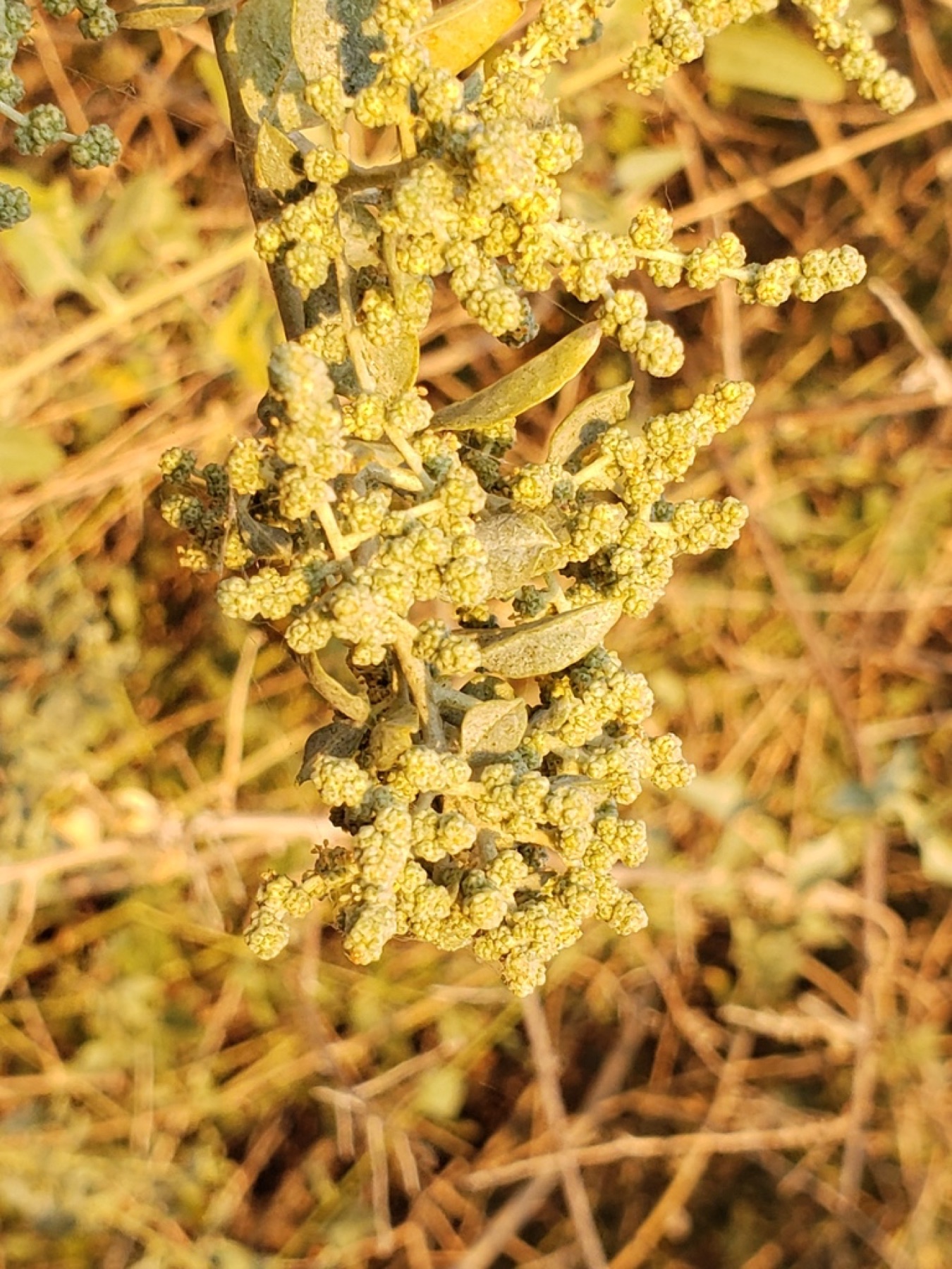 Big Saltbush — photo 16