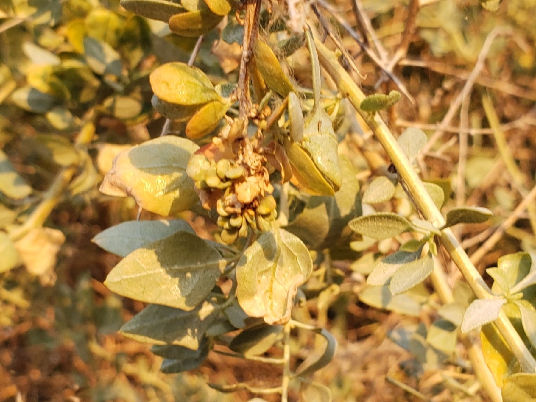 Big Saltbush — photo 17