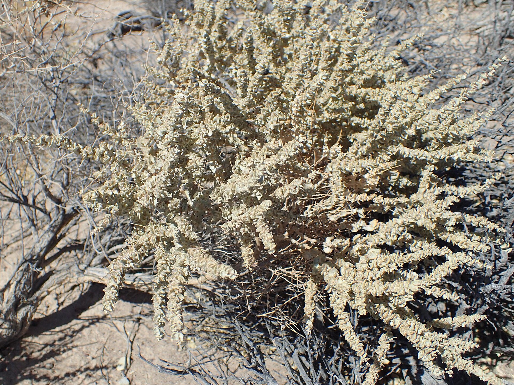 Big Saltbush — photo 18