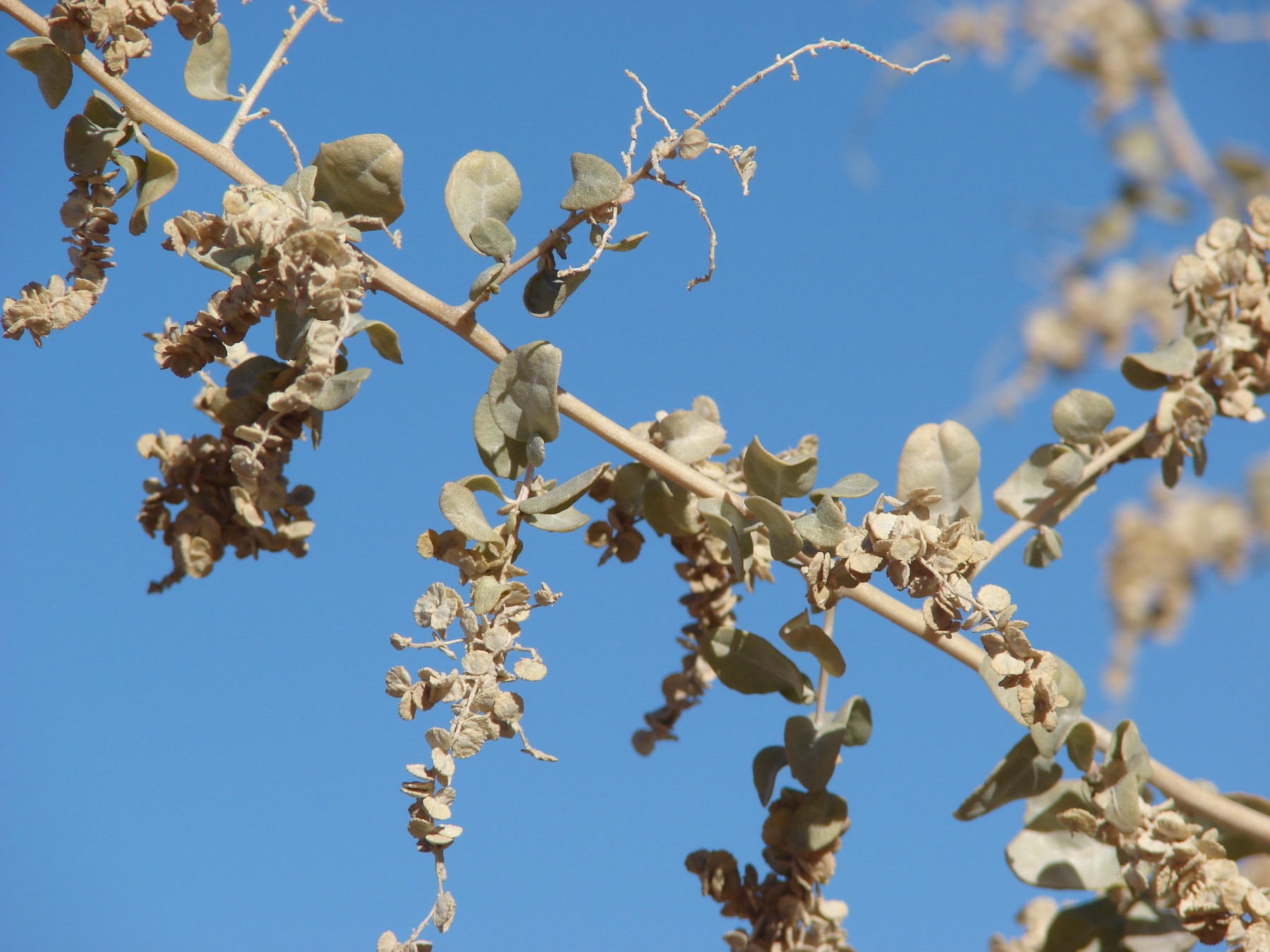 Big Saltbush — photo 19
