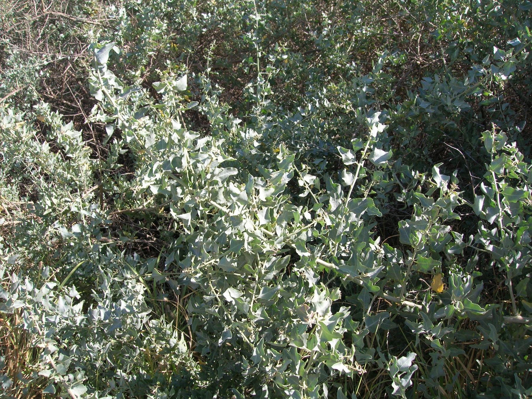 Big Saltbush — photo 20