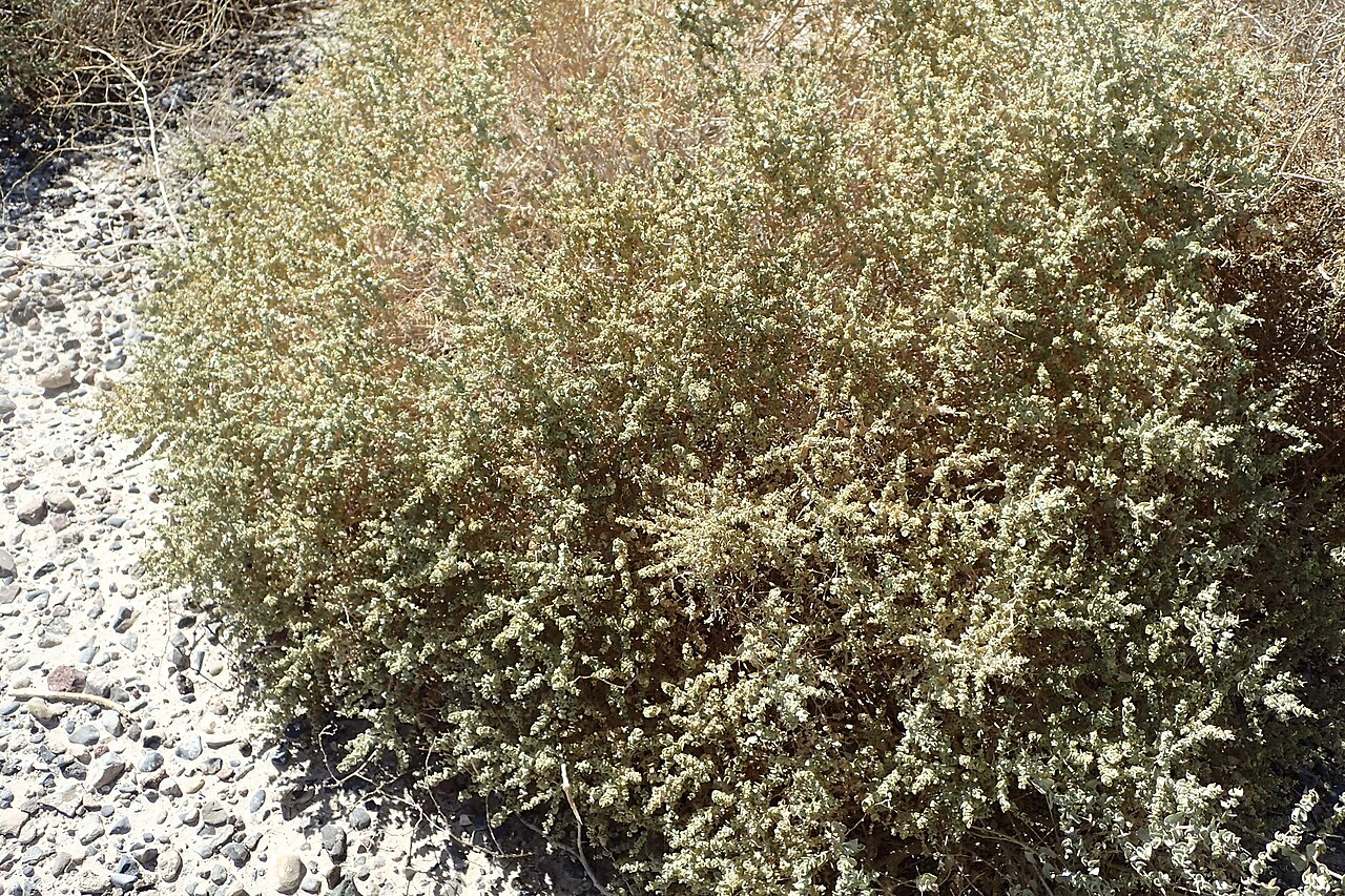 Big Saltbush — photo 23
