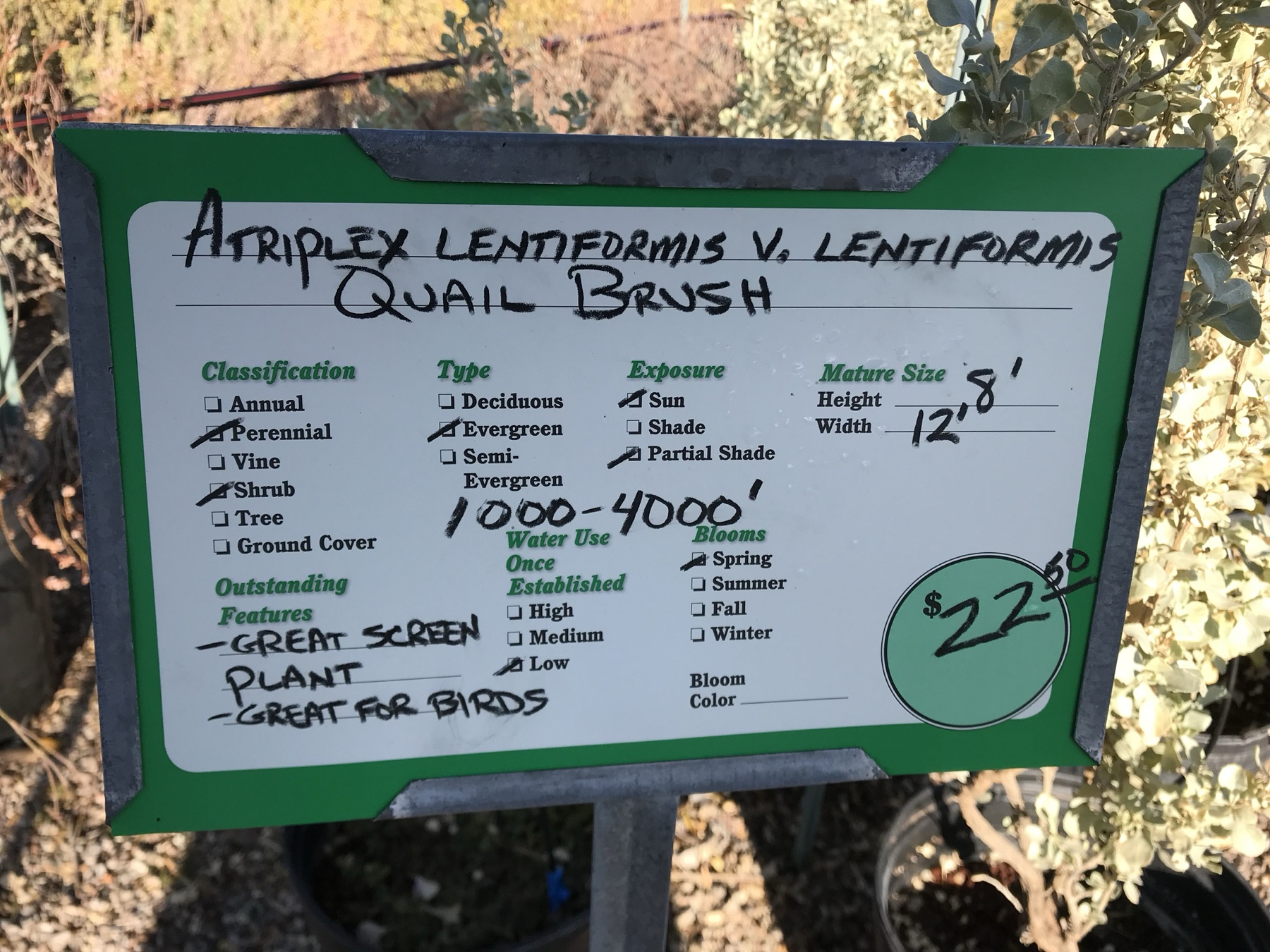 Big Saltbush