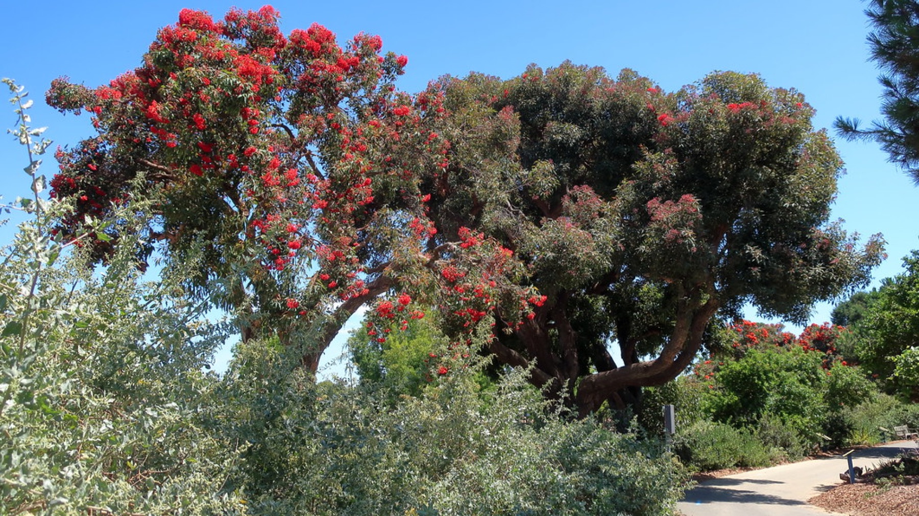 Big Saltbush — photo 2