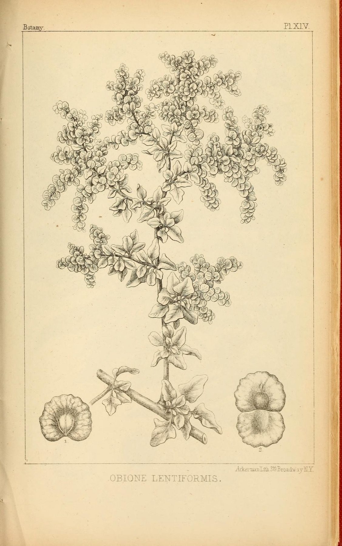 Big Saltbush — photo 3
