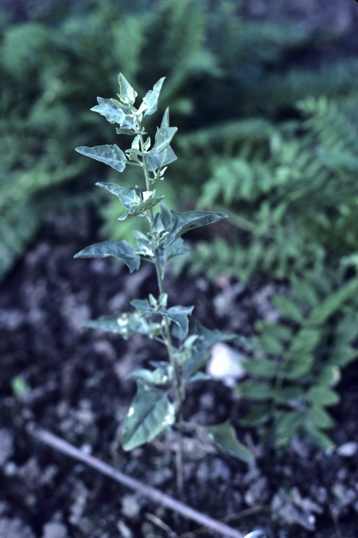 Big Saltbush — photo 5