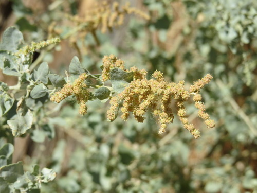Big Saltbush — photo 21