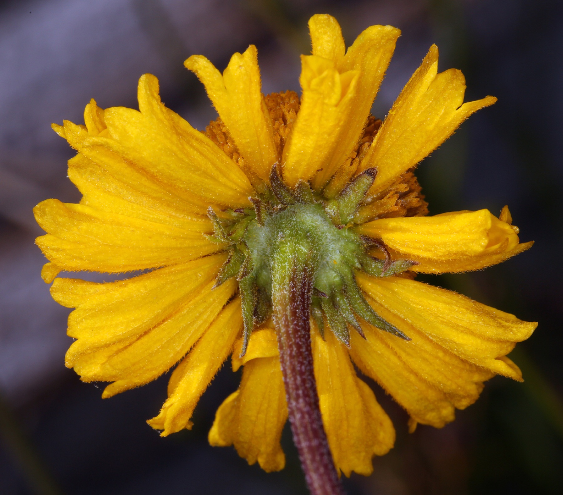 Bigelow's Sneezeweed — photo 2