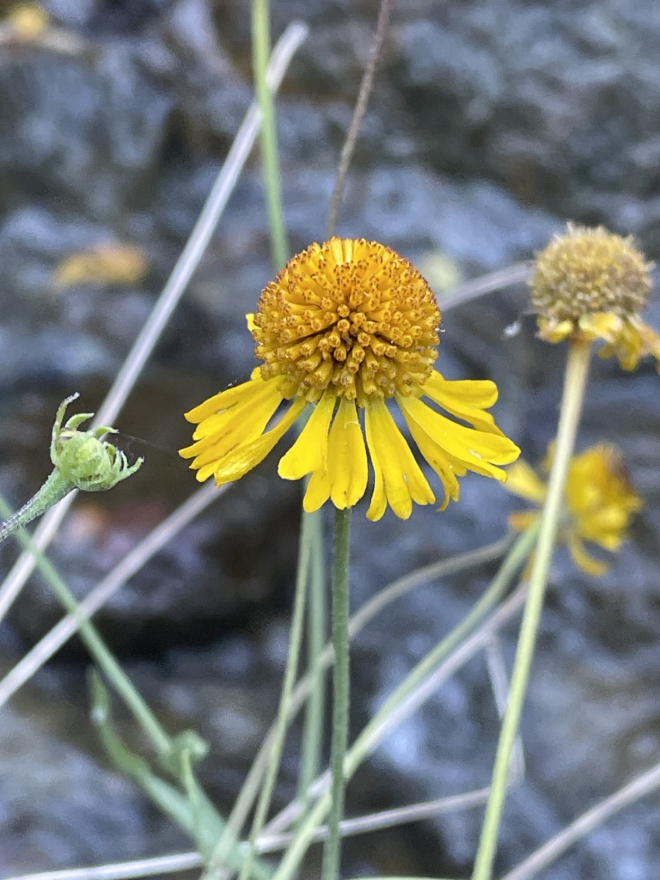 Bigelow's Sneezeweed — photo 3
