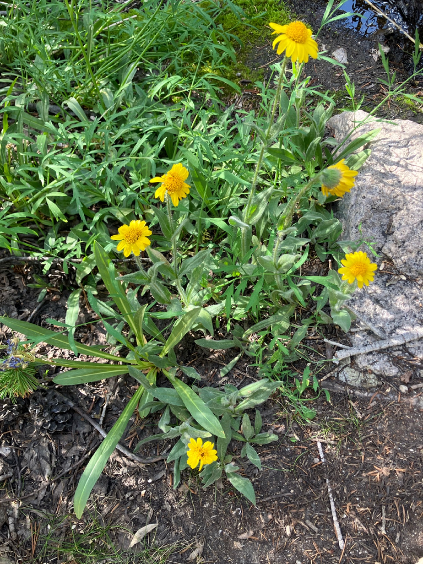 Bigelow's Sneezeweed — photo 4