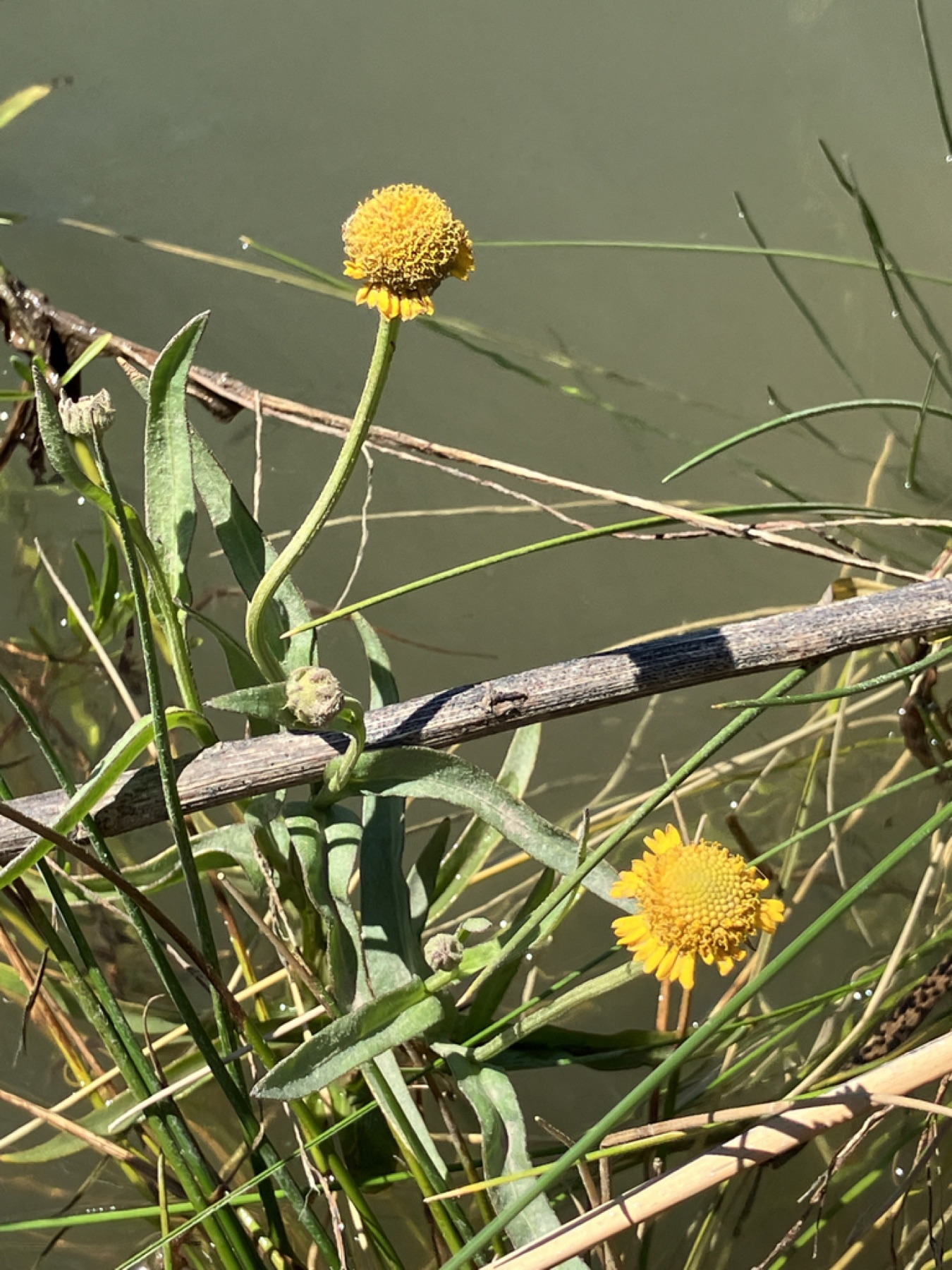 Bigelow's Sneezeweed — photo 5