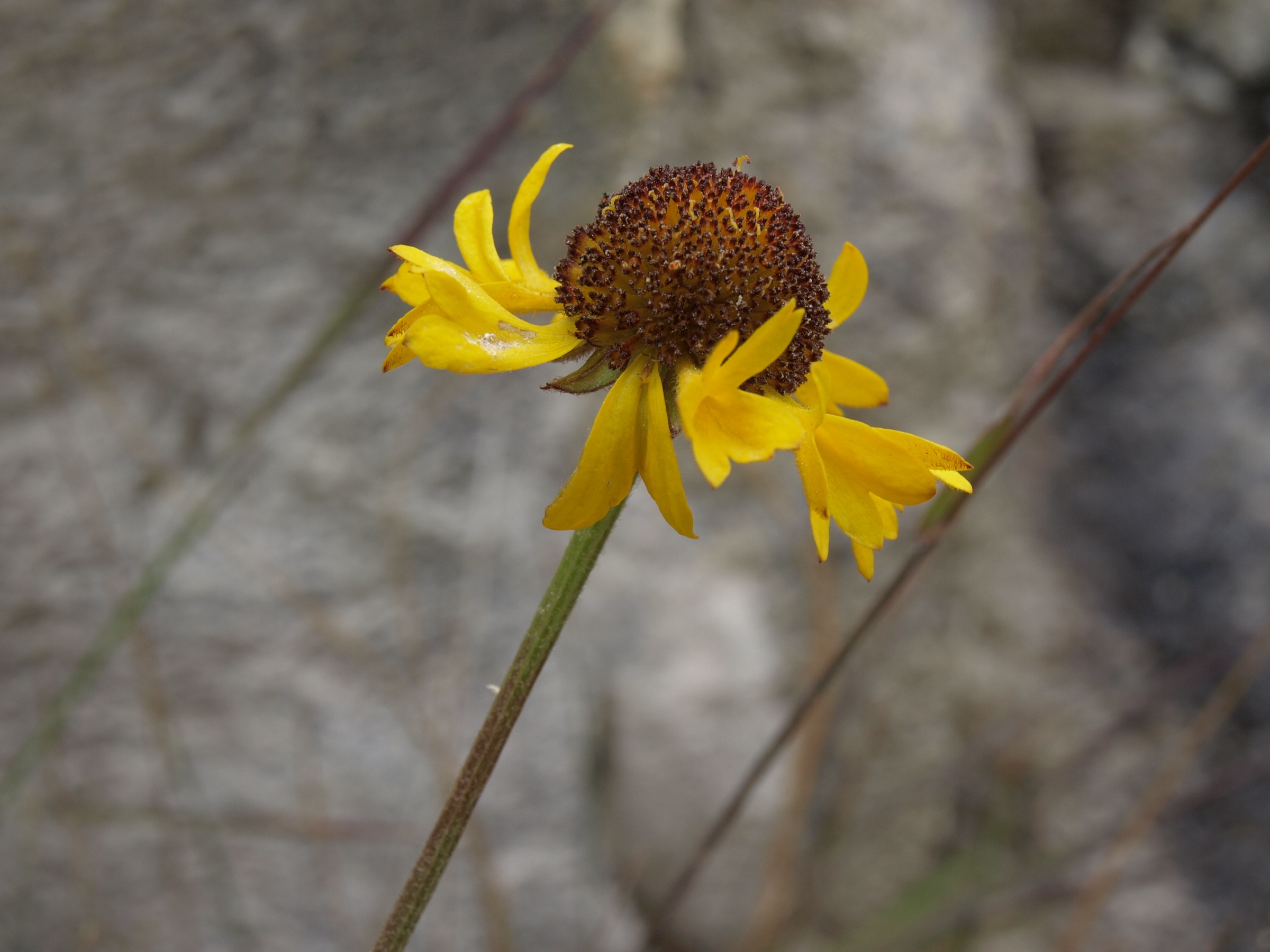 Bigelow's Sneezeweed