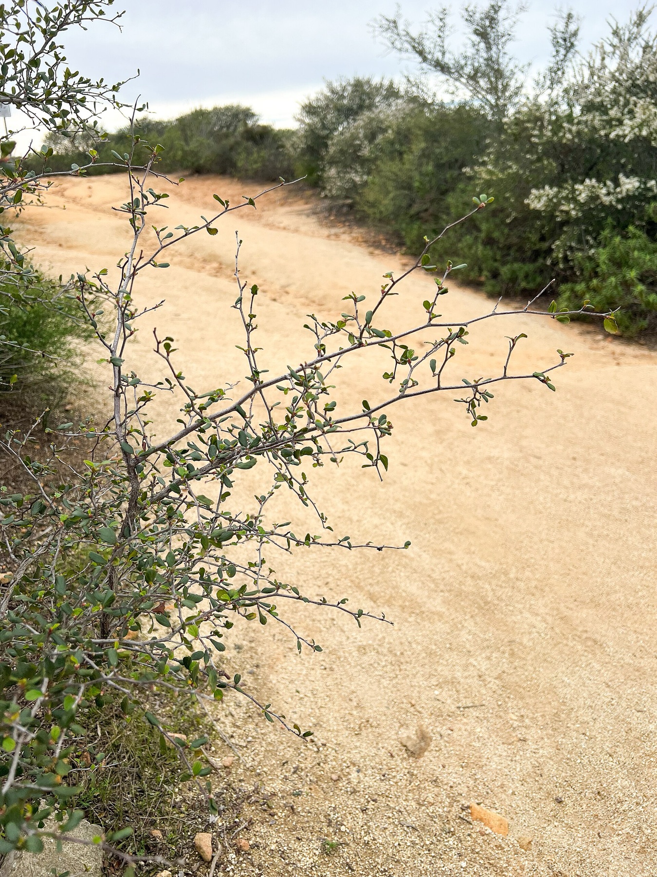 Birchleaf Mountain Mahogany — photo 6