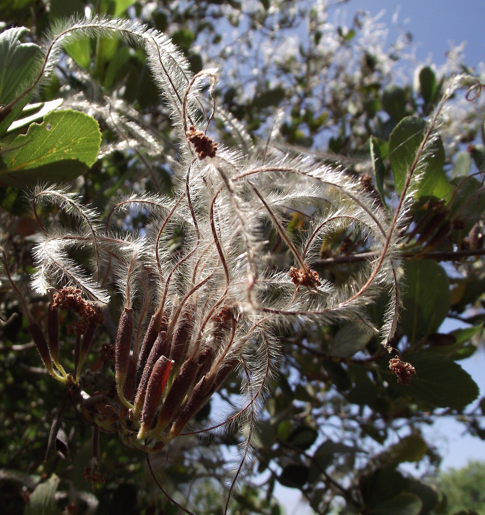 Birchleaf Mountain Mahogany — photo 7