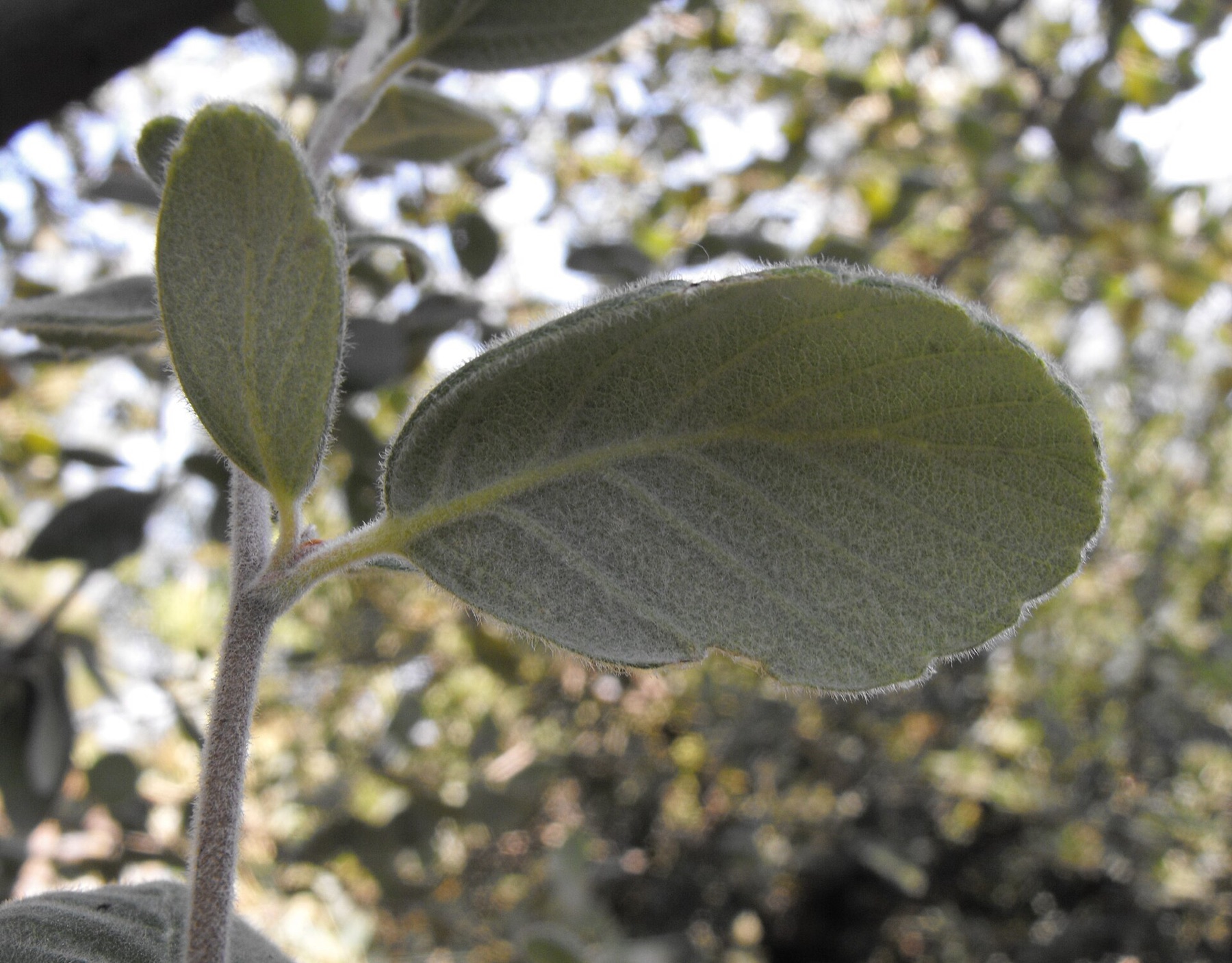 Birchleaf Mountain Mahogany — photo 8