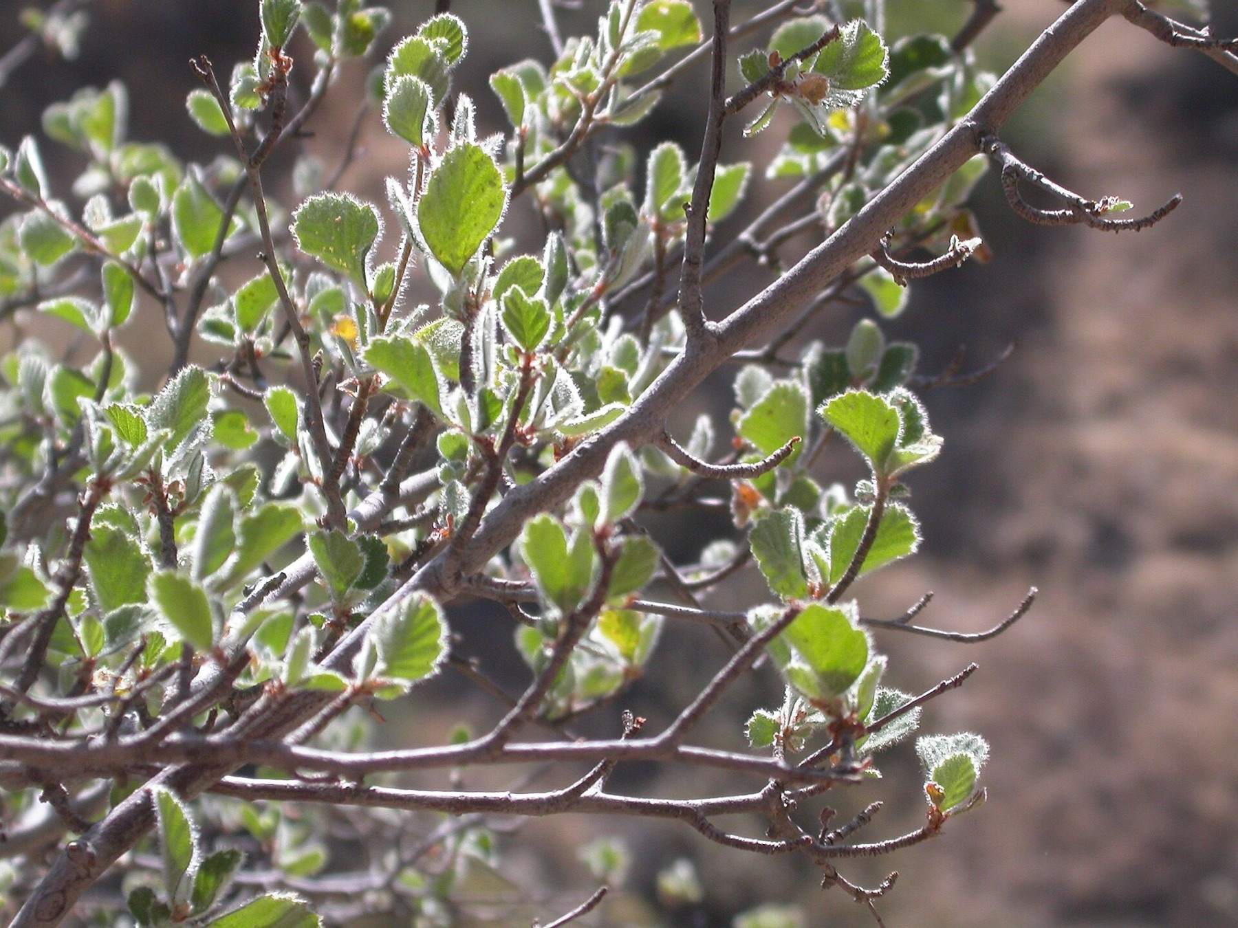 Birchleaf Mountain Mahogany — photo 9