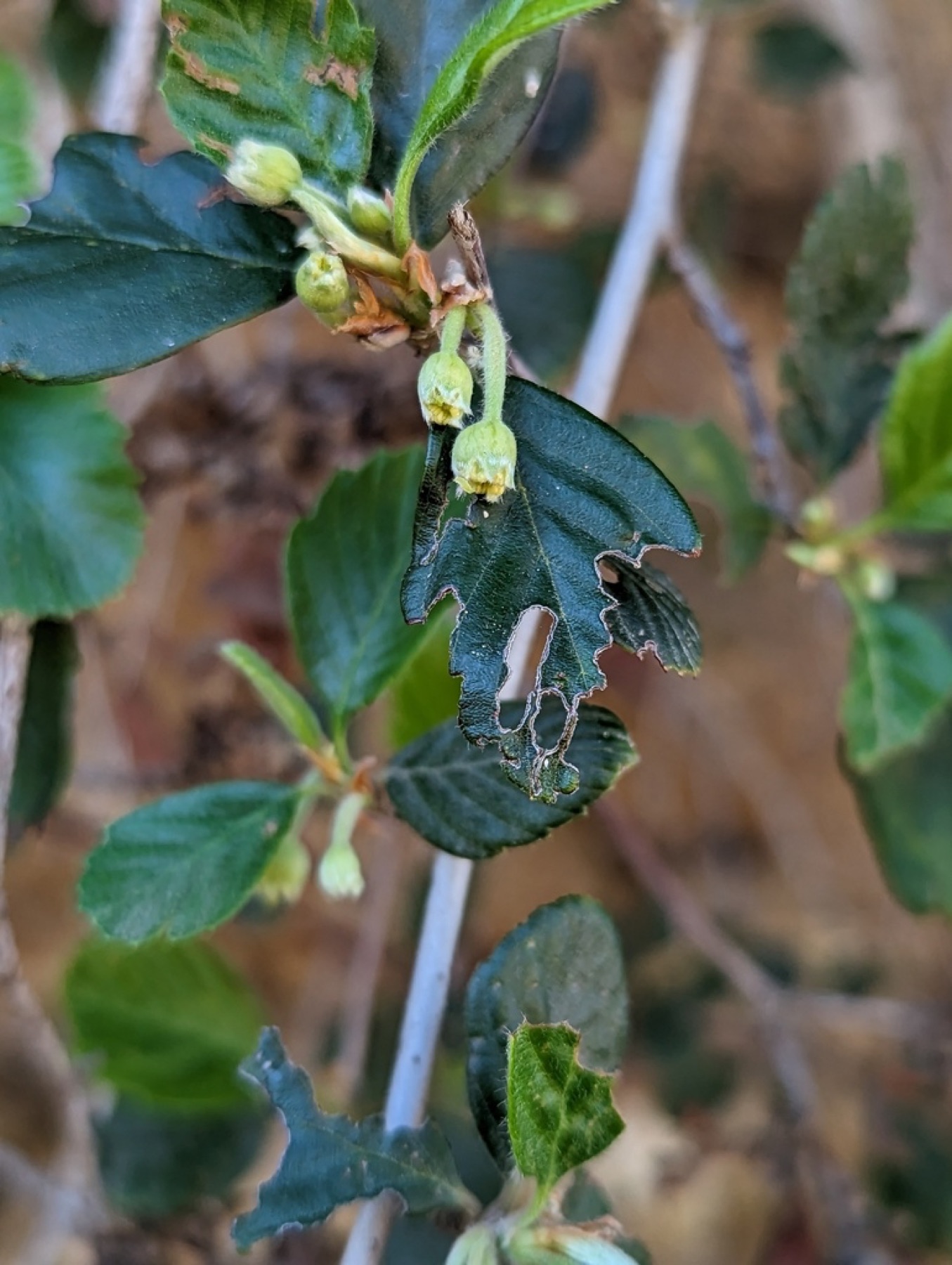 Birchleaf Mountain Mahogany — photo 10