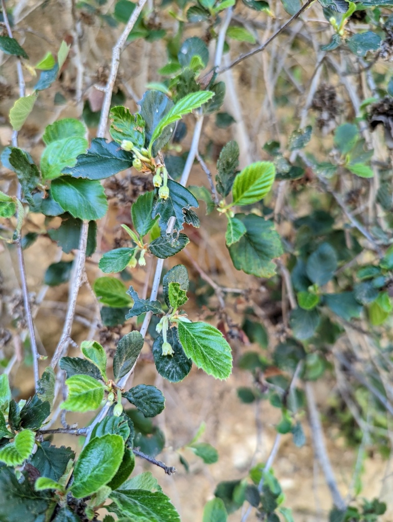 Birchleaf Mountain Mahogany — photo 11