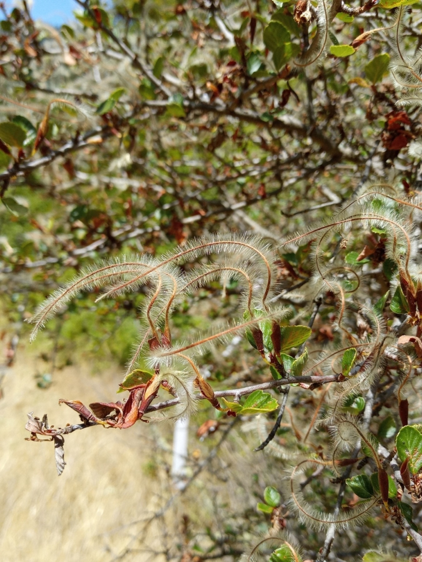 Birchleaf Mountain Mahogany — photo 12