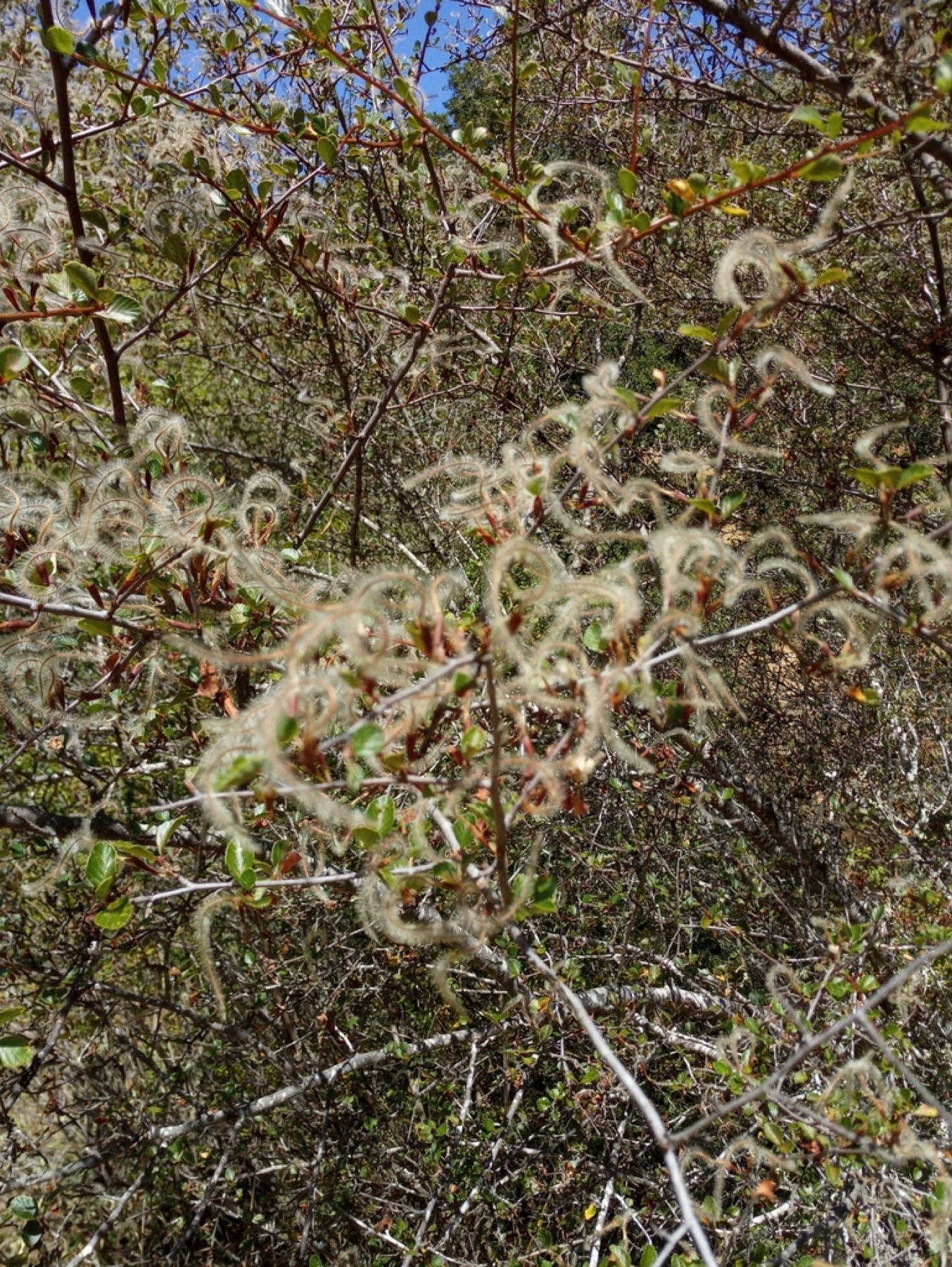 Birchleaf Mountain Mahogany — photo 13