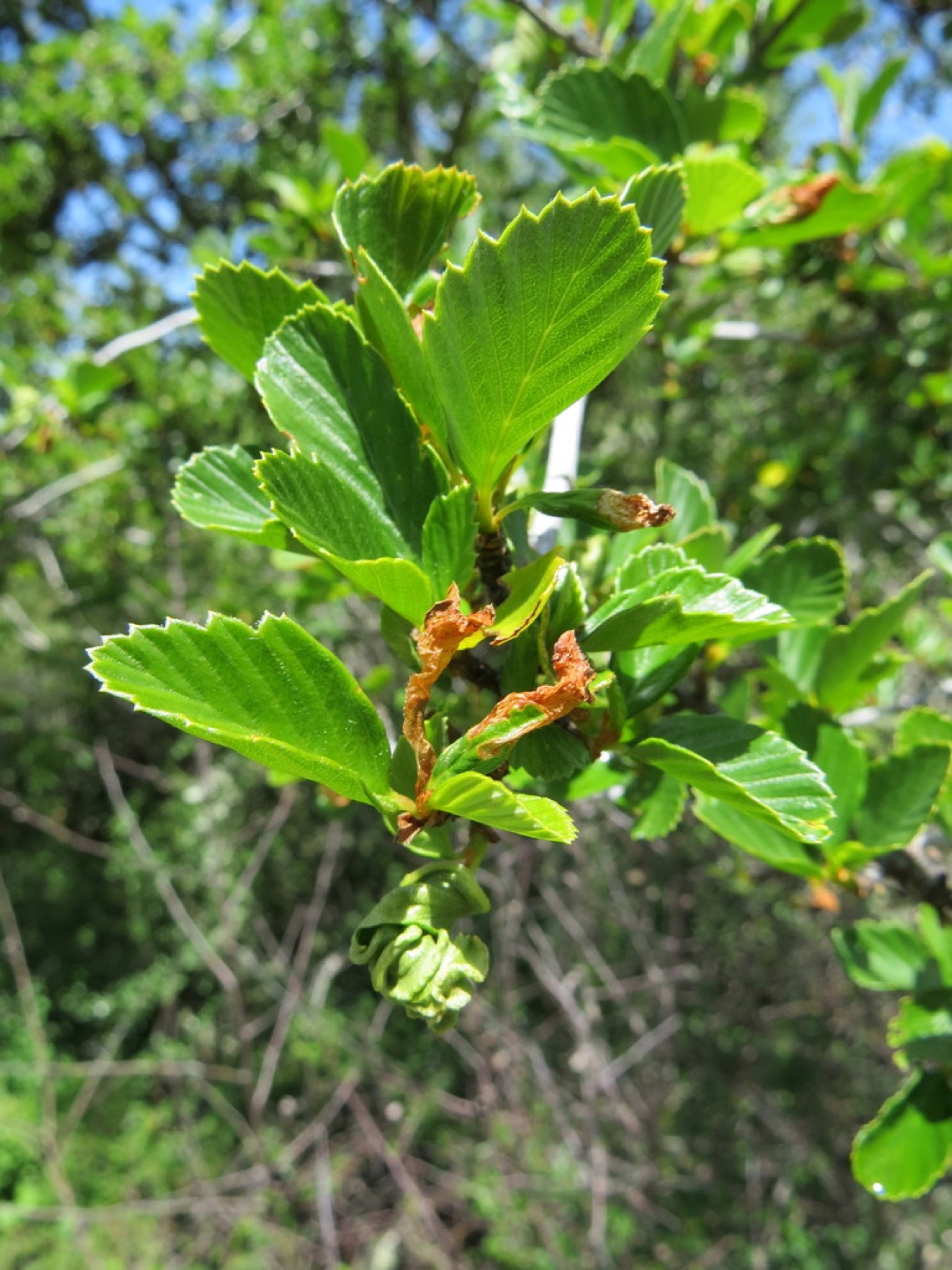 Birchleaf Mountain Mahogany — photo 14
