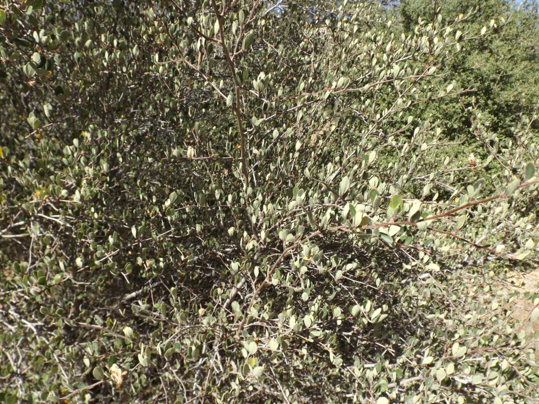 Birchleaf Mountain Mahogany — photo 15