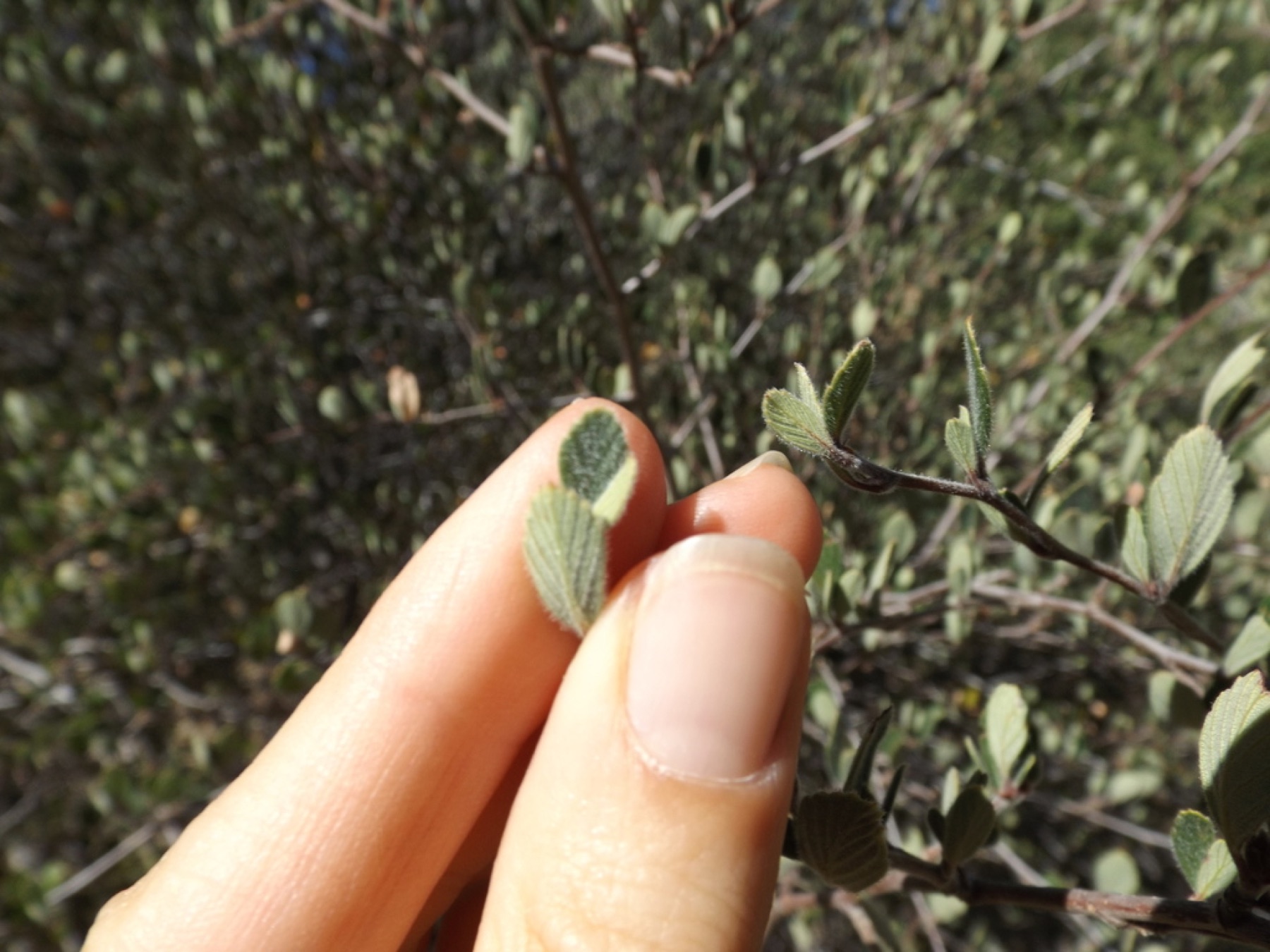 Birchleaf Mountain Mahogany — photo 16